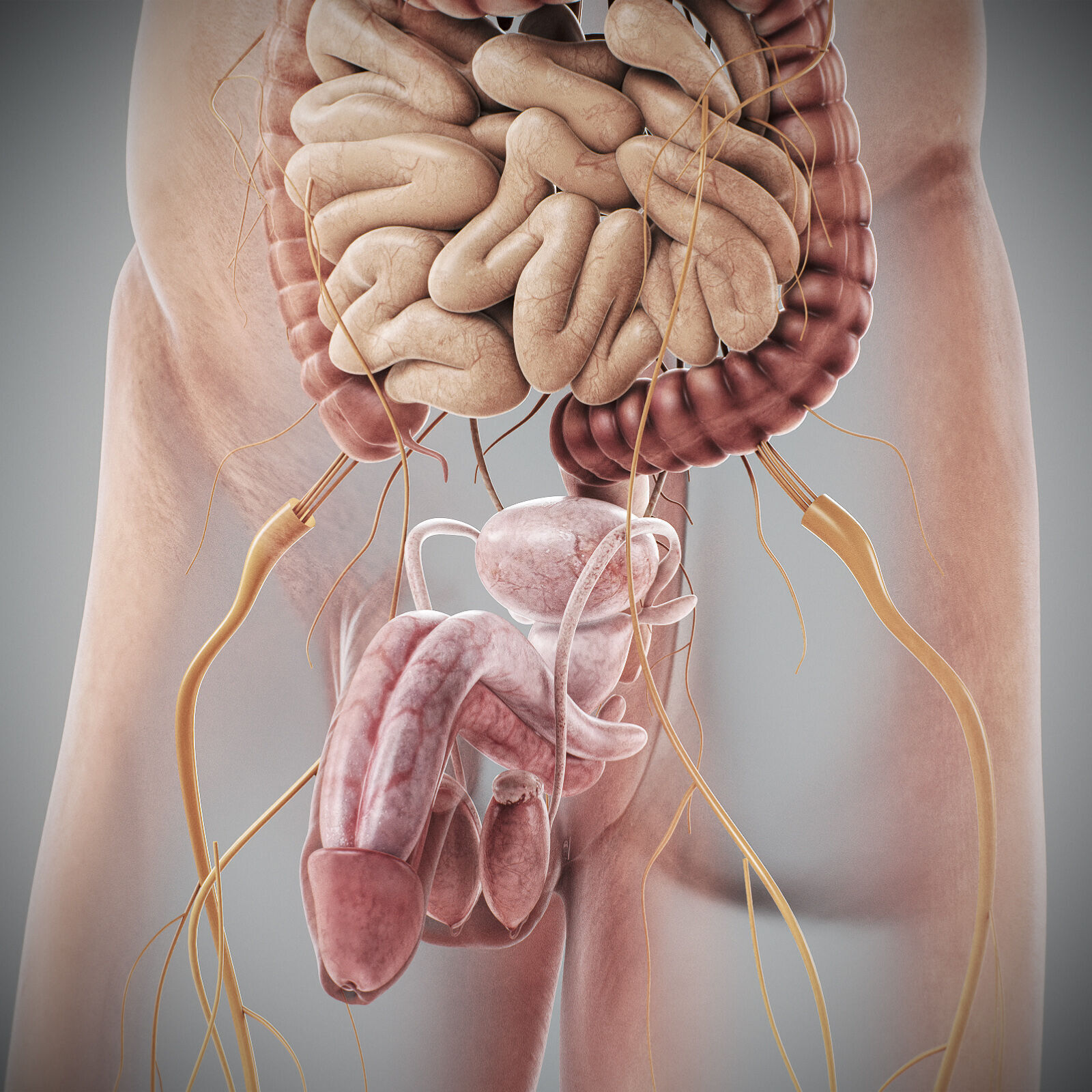 Human Male Anatomy 3D model_43