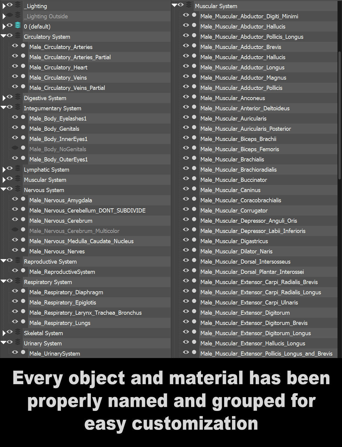 Human Male Anatomy 3D model_9
