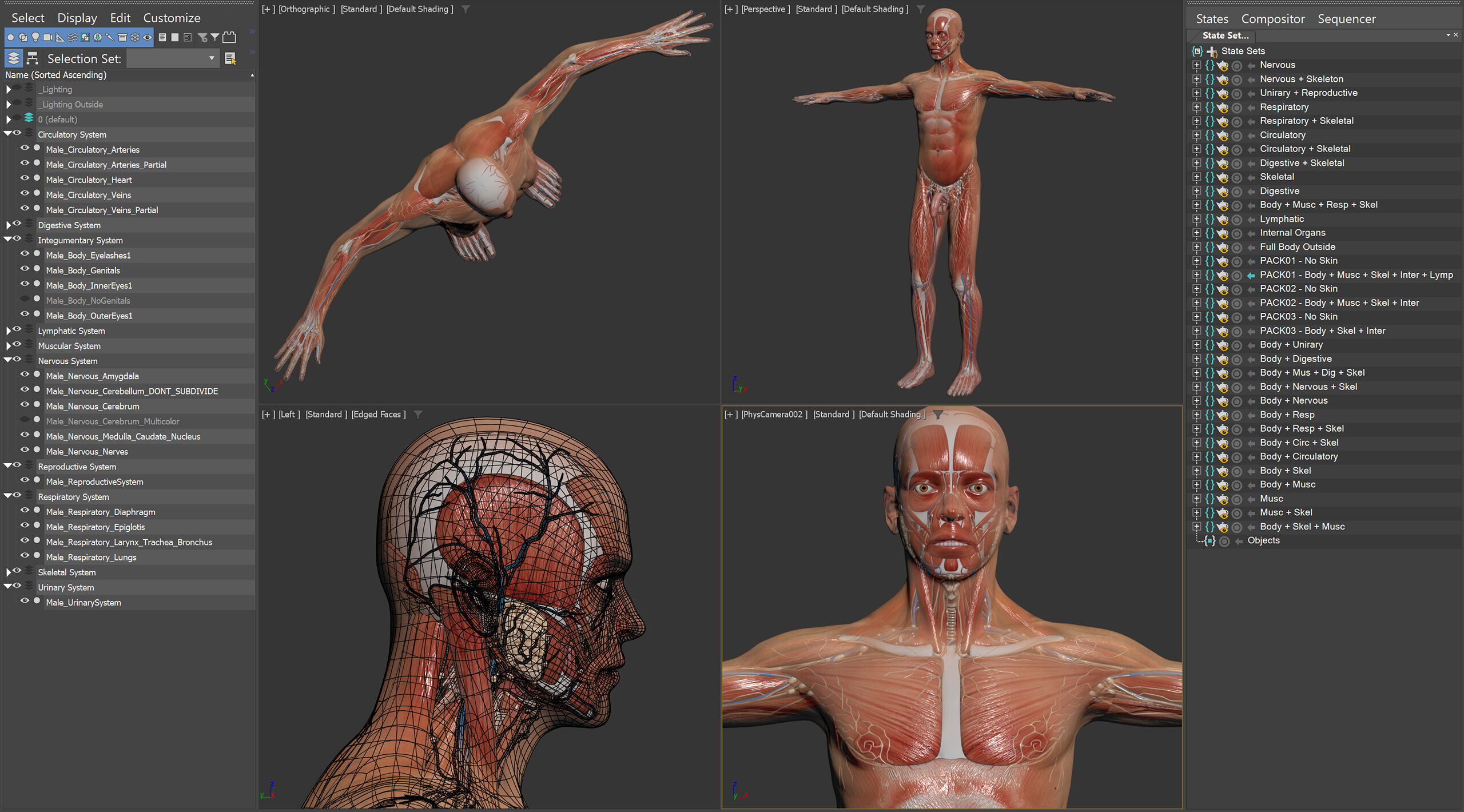 Human Male Anatomy 3D model_7