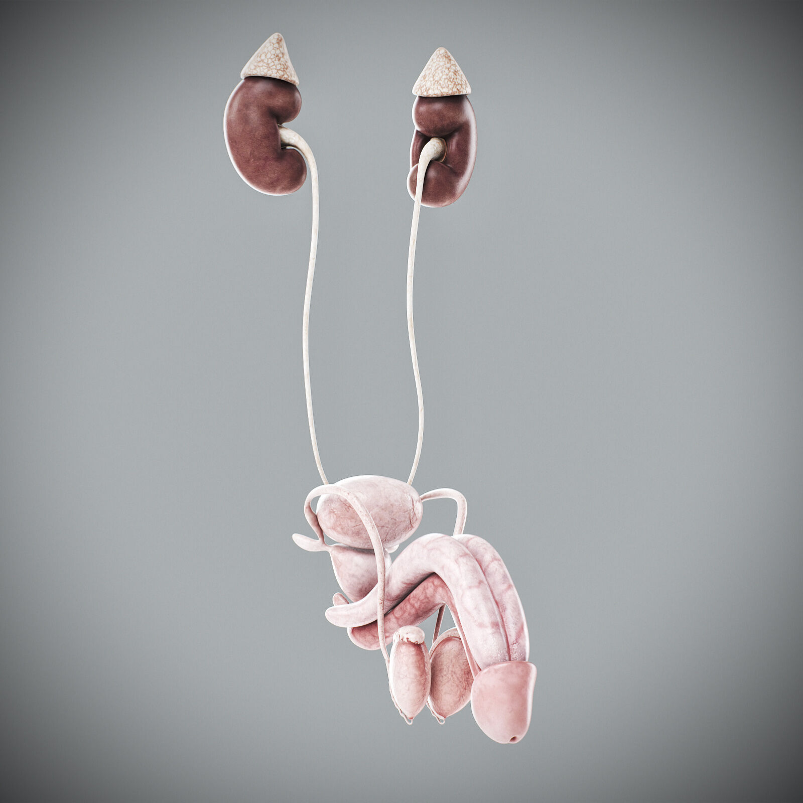 Human Male Anatomy 3D model_110