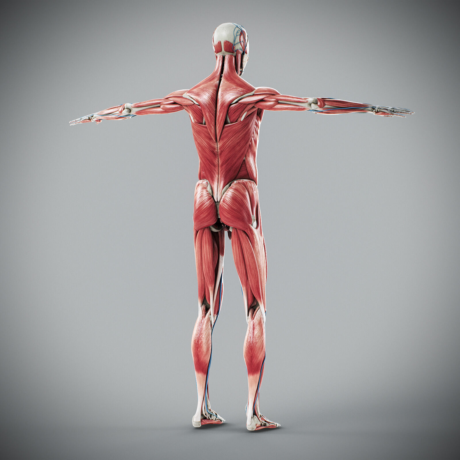 Human Male Anatomy 3D model_69