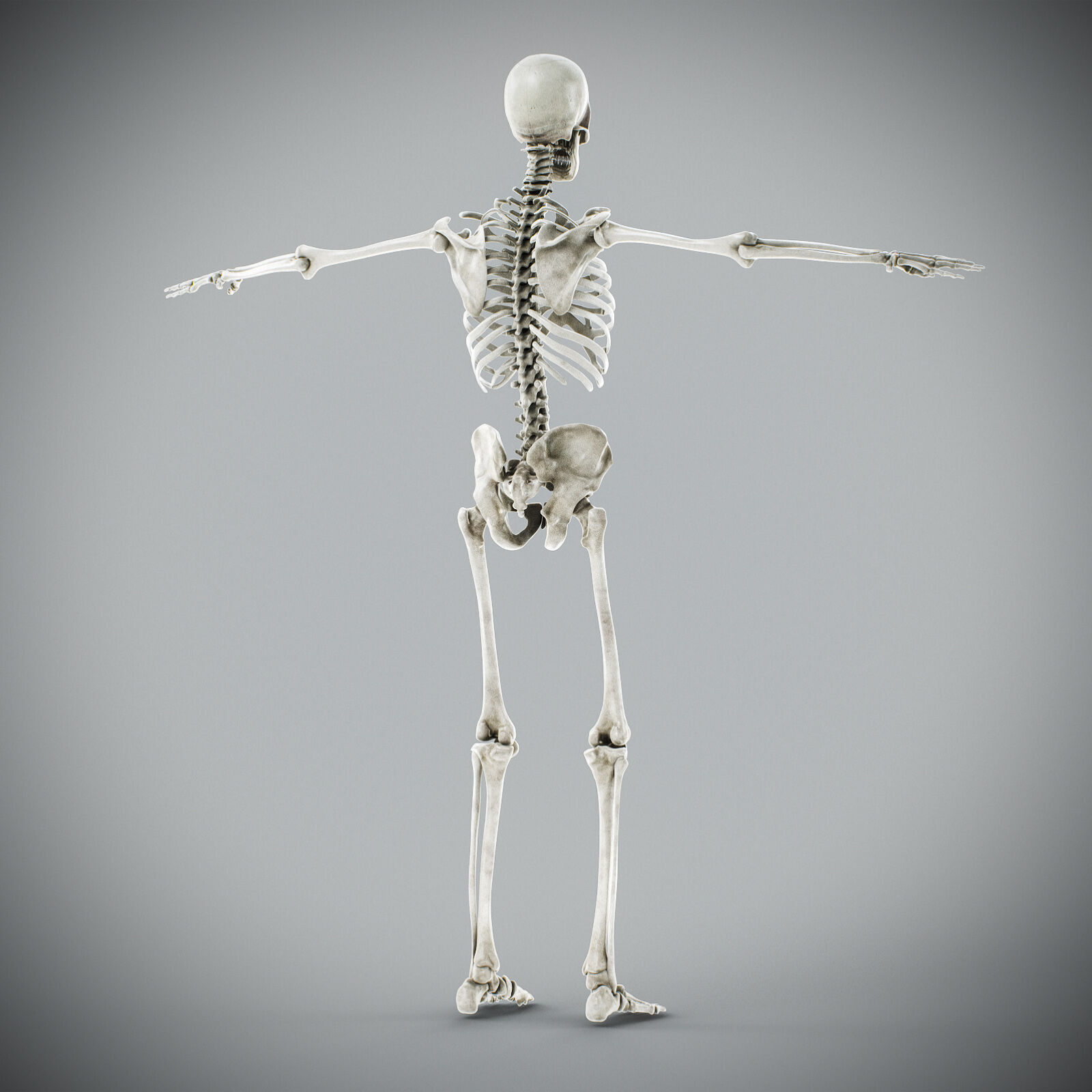 Human Male Anatomy 3D model_71