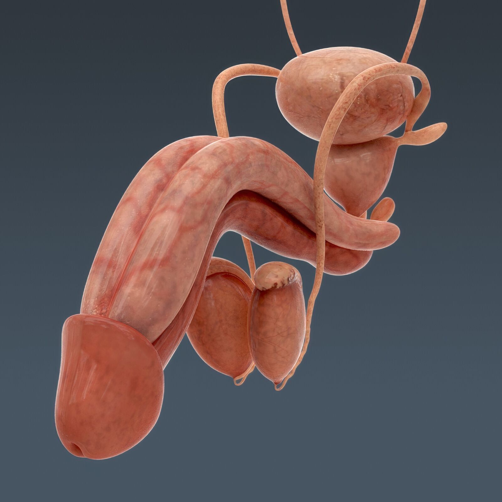 Human Male Anatomy 3D model_39