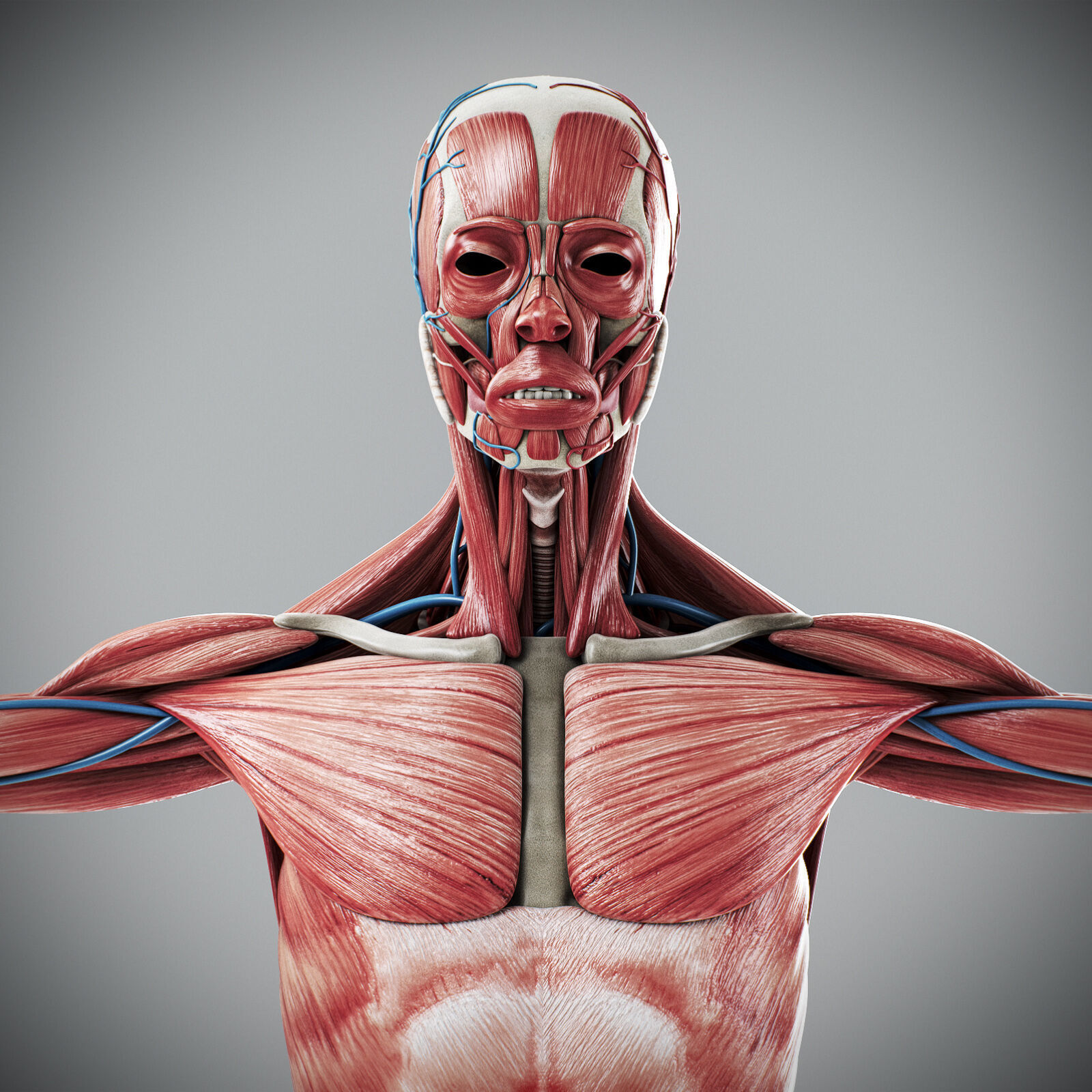 Human Male Anatomy 3D model_46
