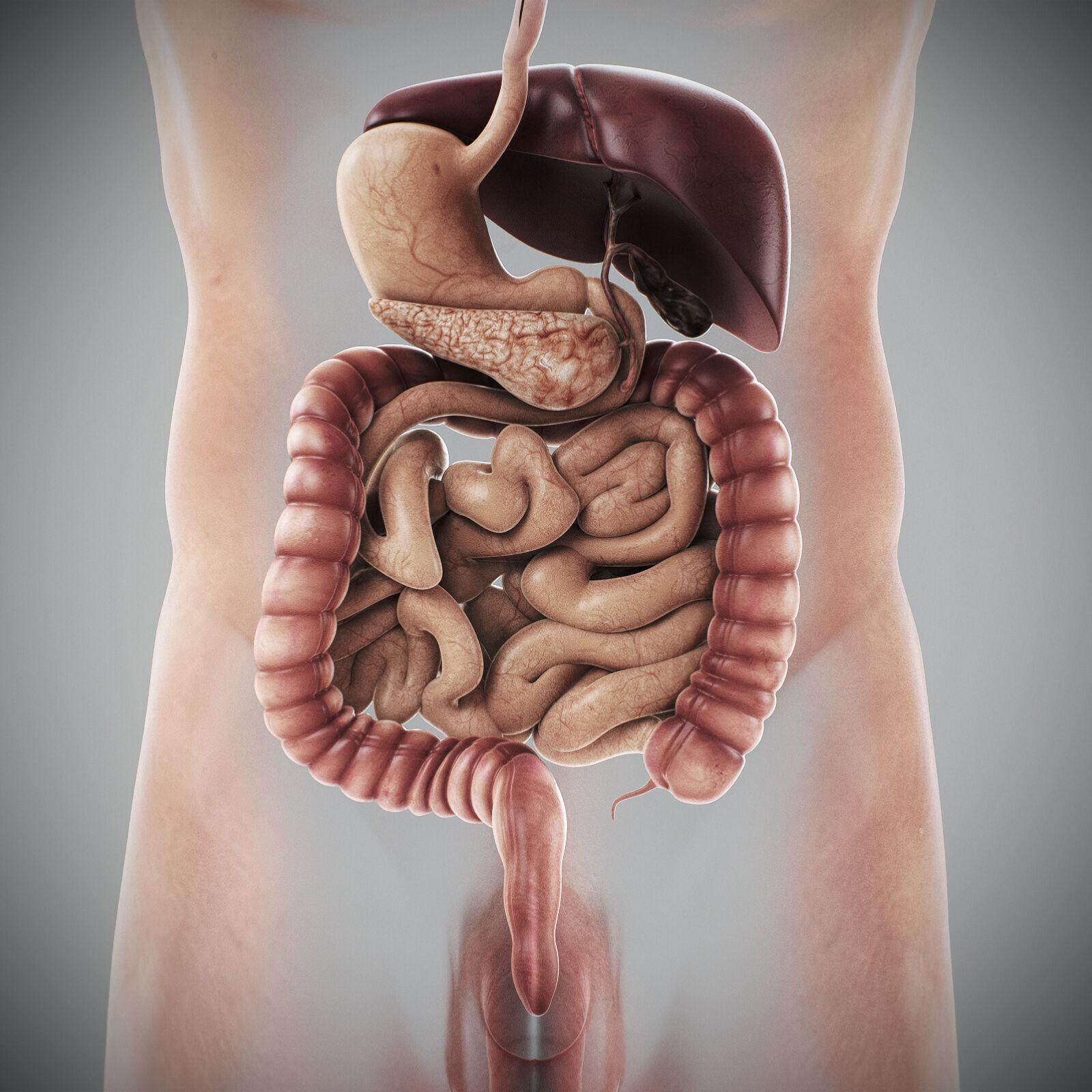 Human Male Anatomy 3D model_44