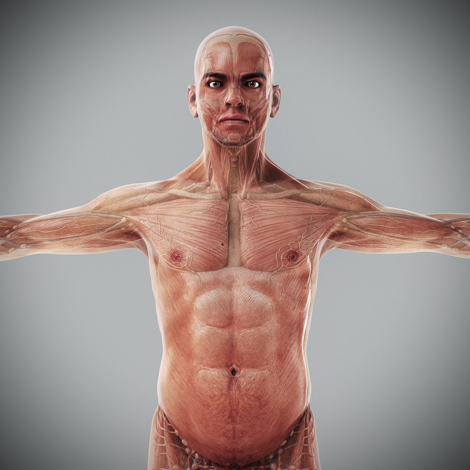 Human Male Anatomy 3D model_12