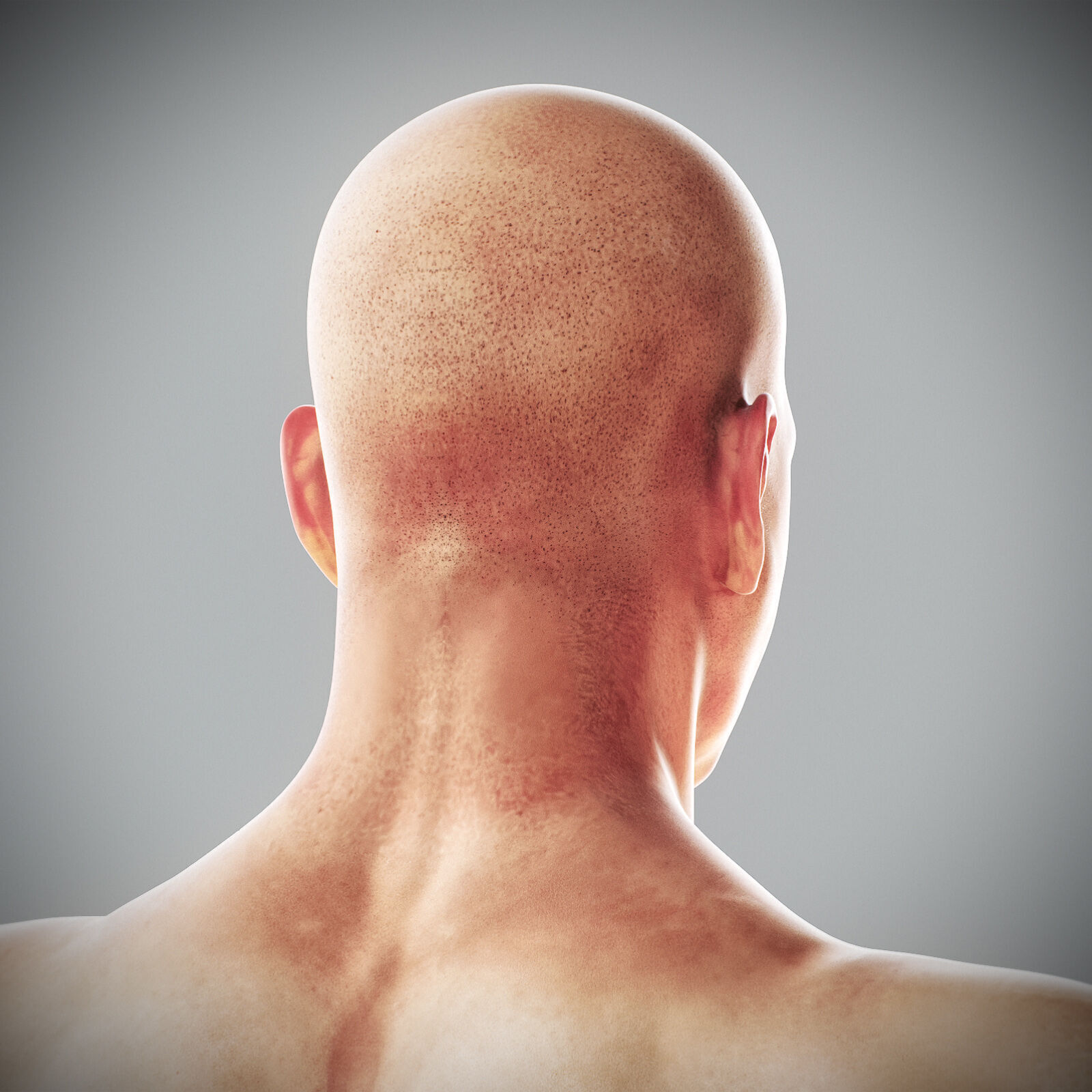 Human Male Anatomy 3D model_59