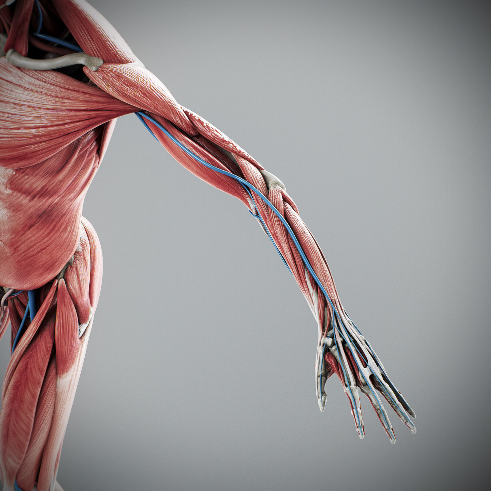 Human Male Anatomy 3D model_33