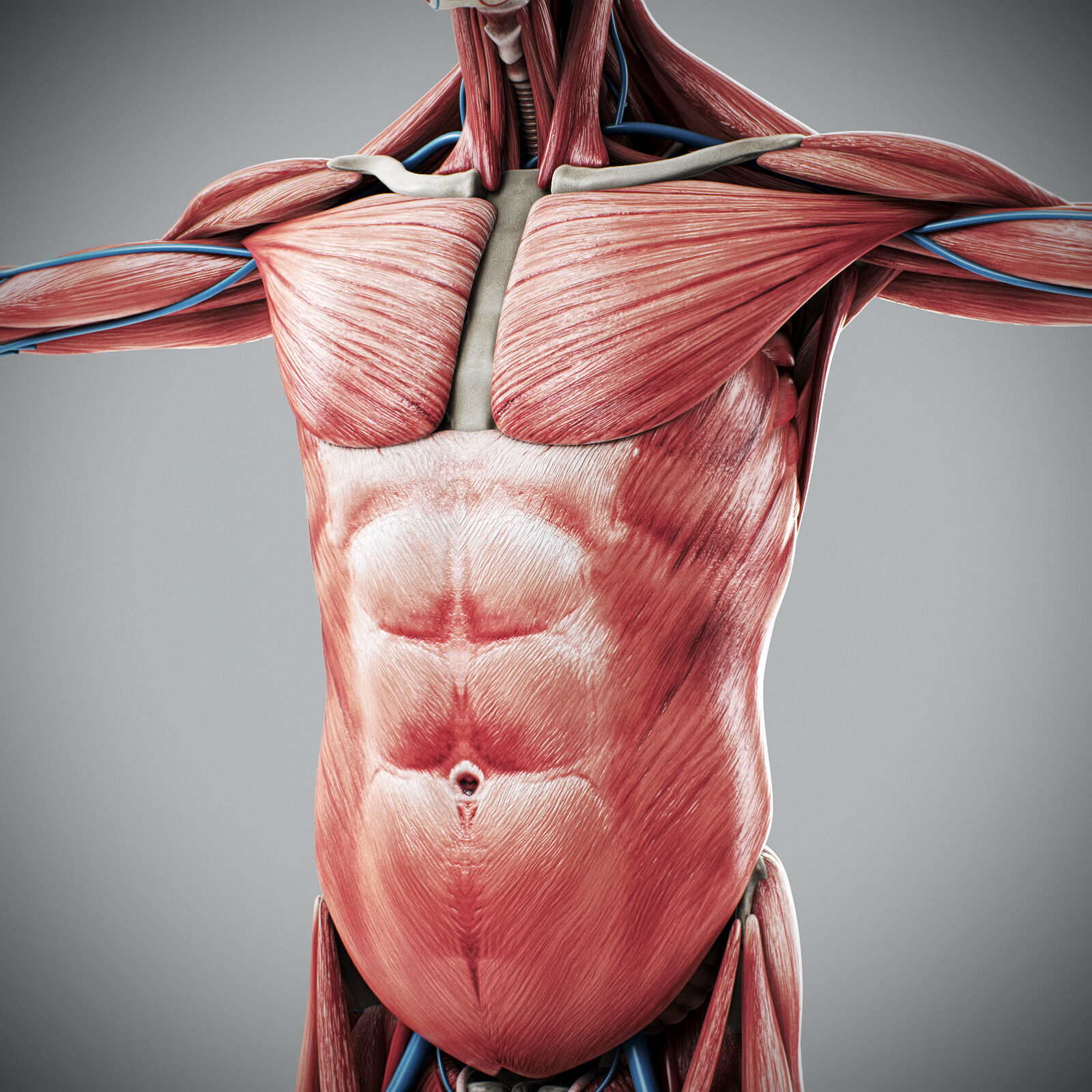 Human Male Anatomy 3D model_74