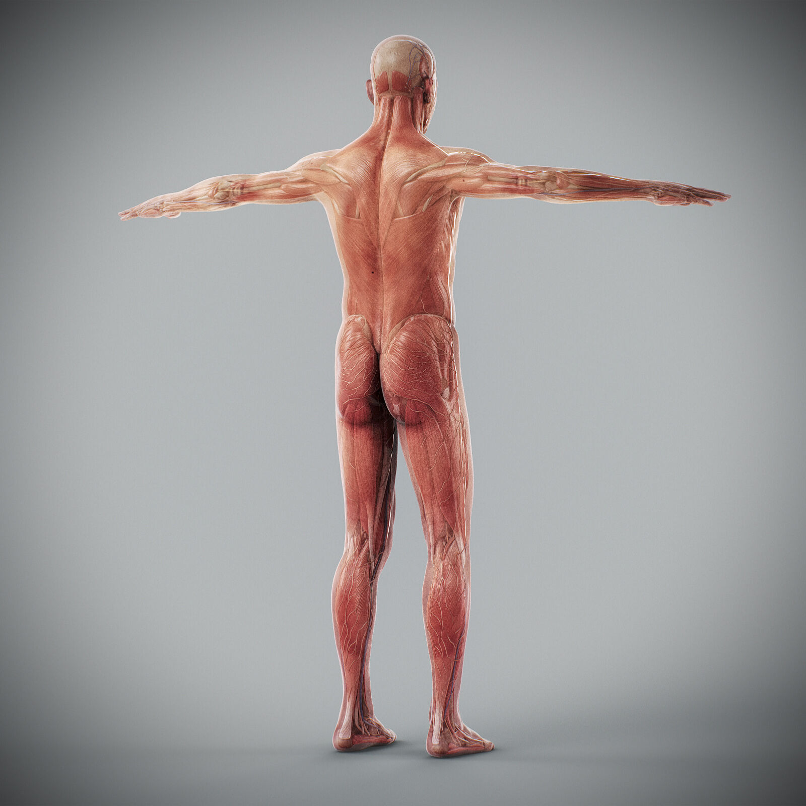 Human Male Anatomy 3D model_68
