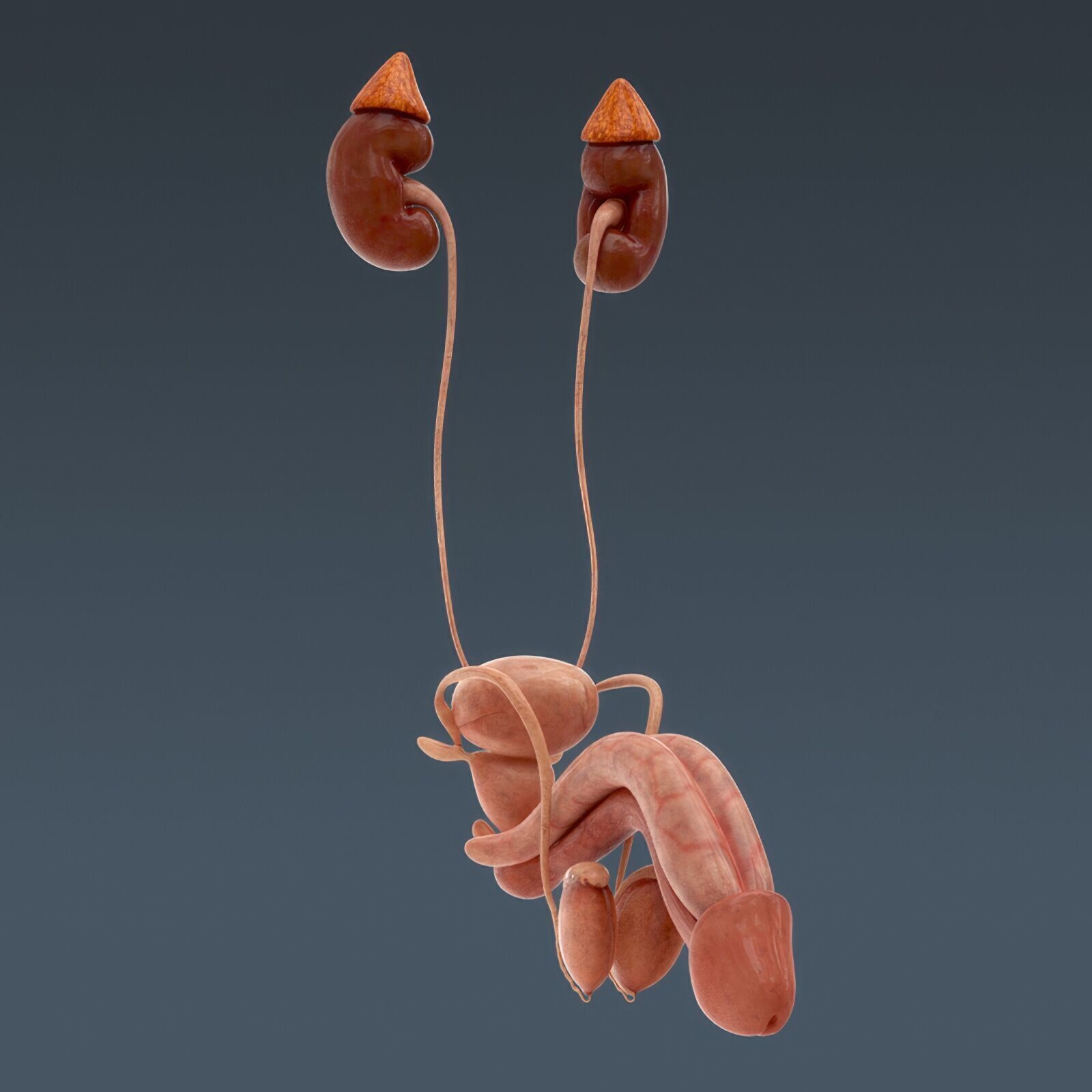 Human Male Anatomy 3D model_38