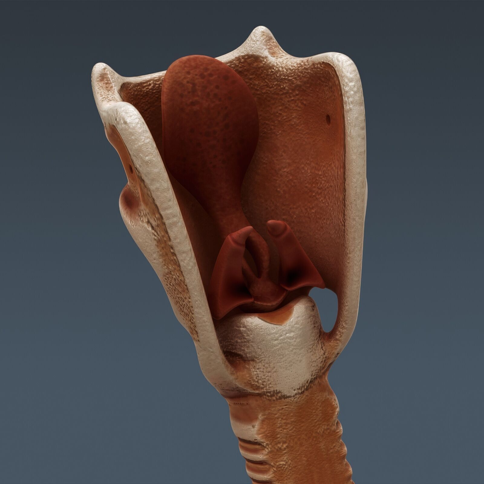 Human Male Anatomy 3D model_105