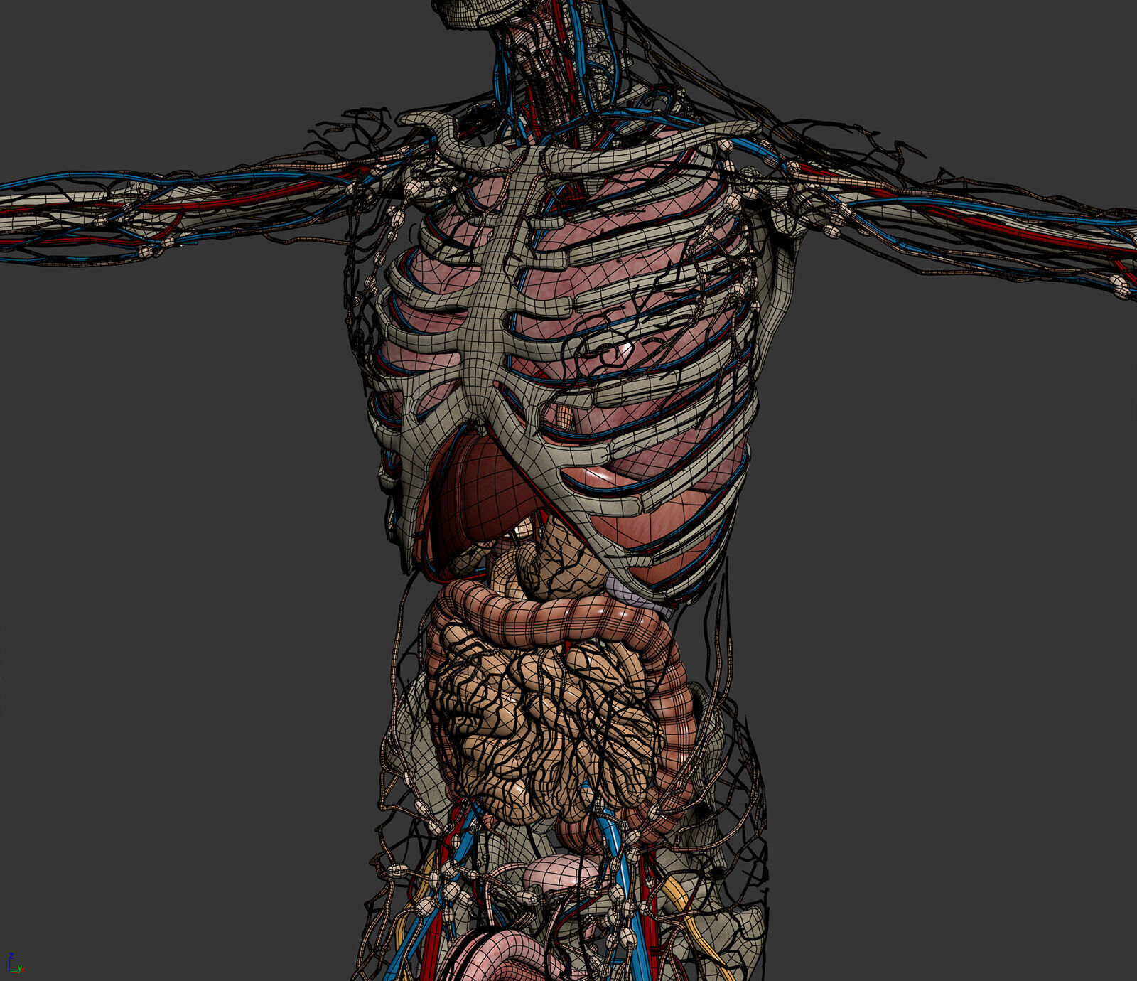 Human Male Anatomy 3D model_10