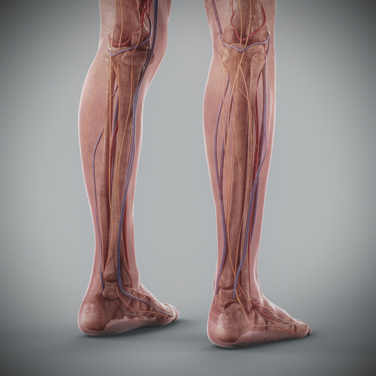 Human Male Anatomy 3D model_97