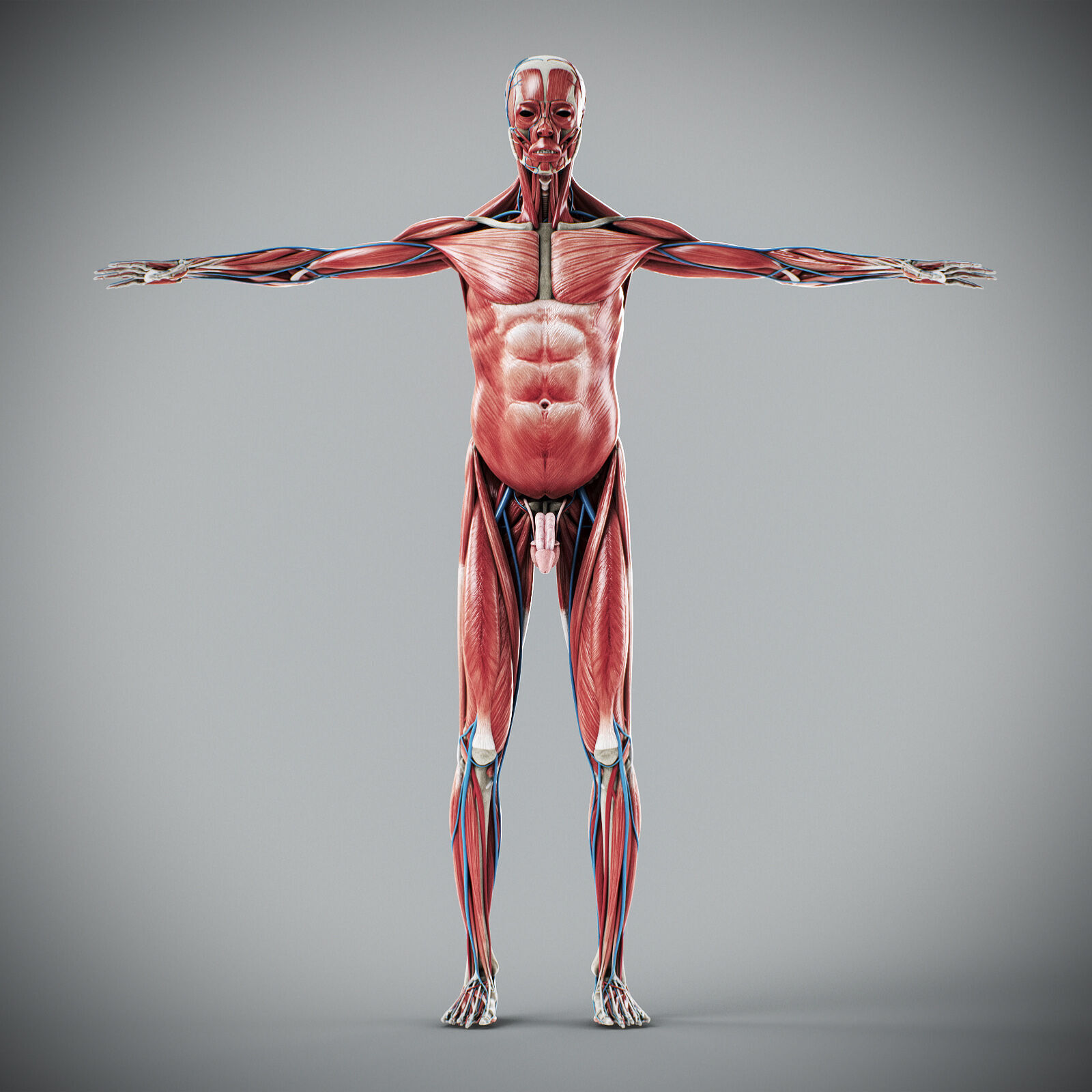 Human Male Anatomy 3D model_32