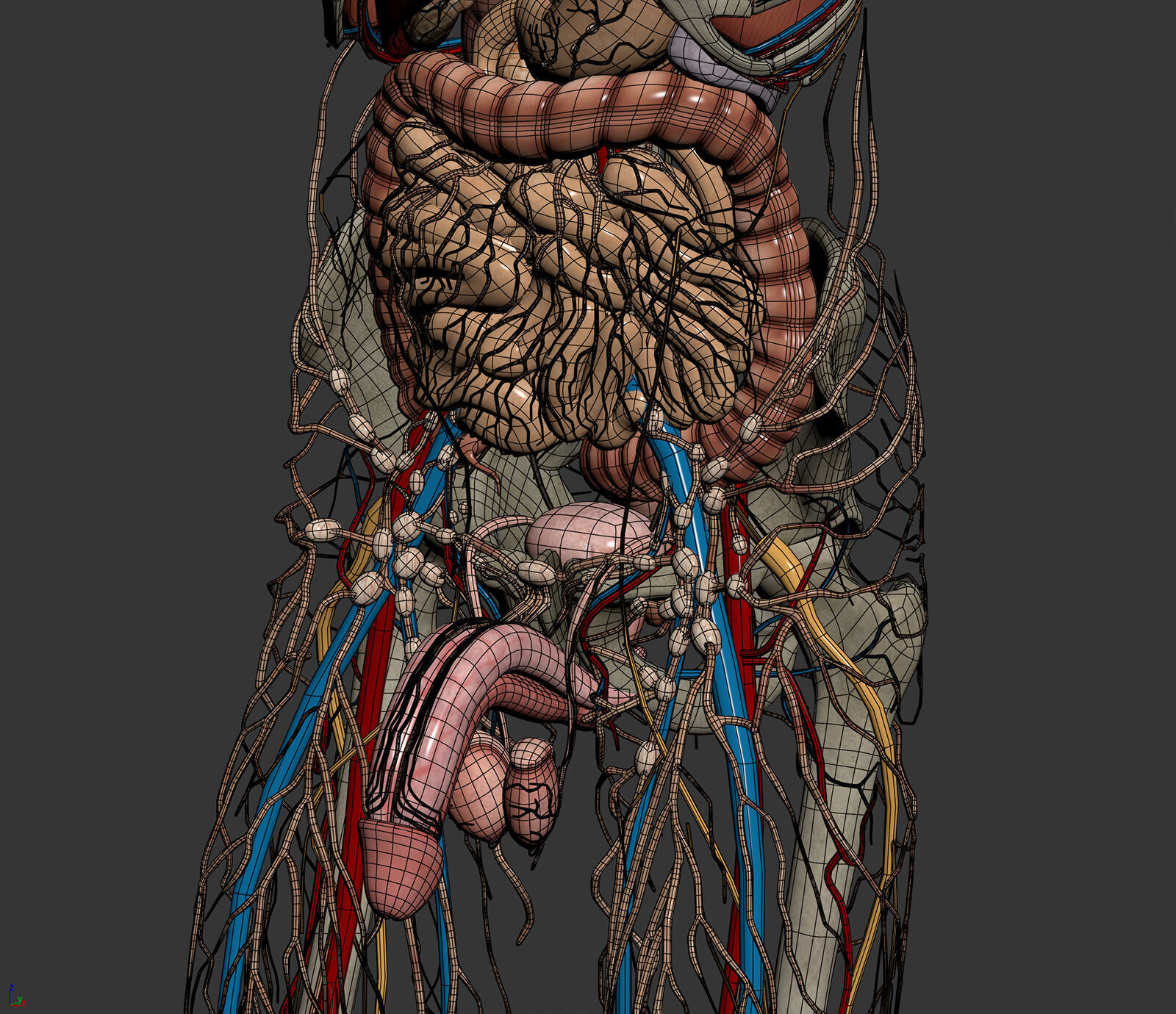 Human Male Anatomy 3D model_17