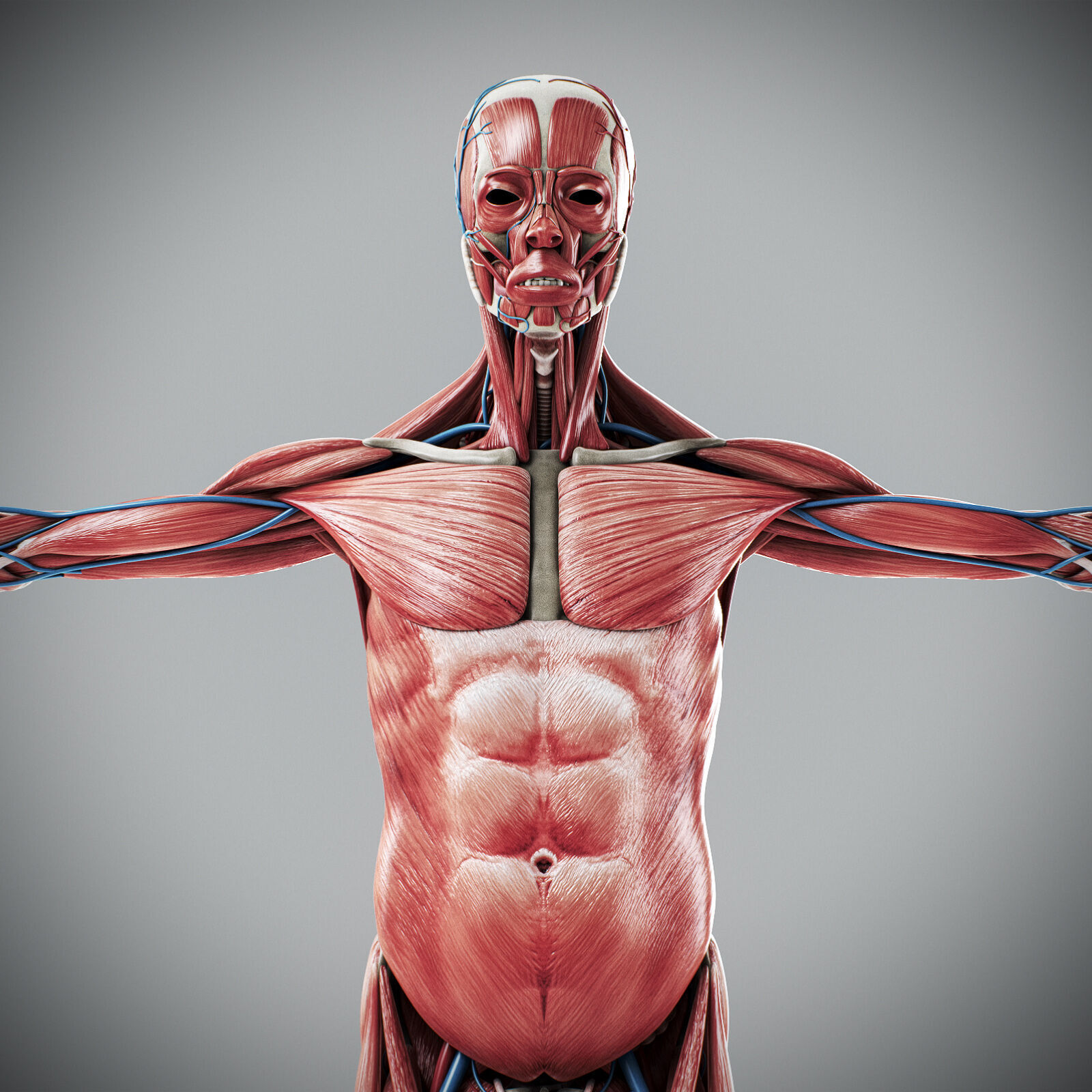 Human Male Anatomy 3D model_13