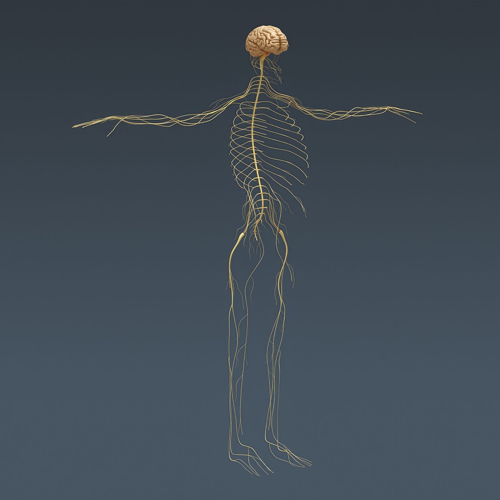 Human Male Anatomy 3D model_98