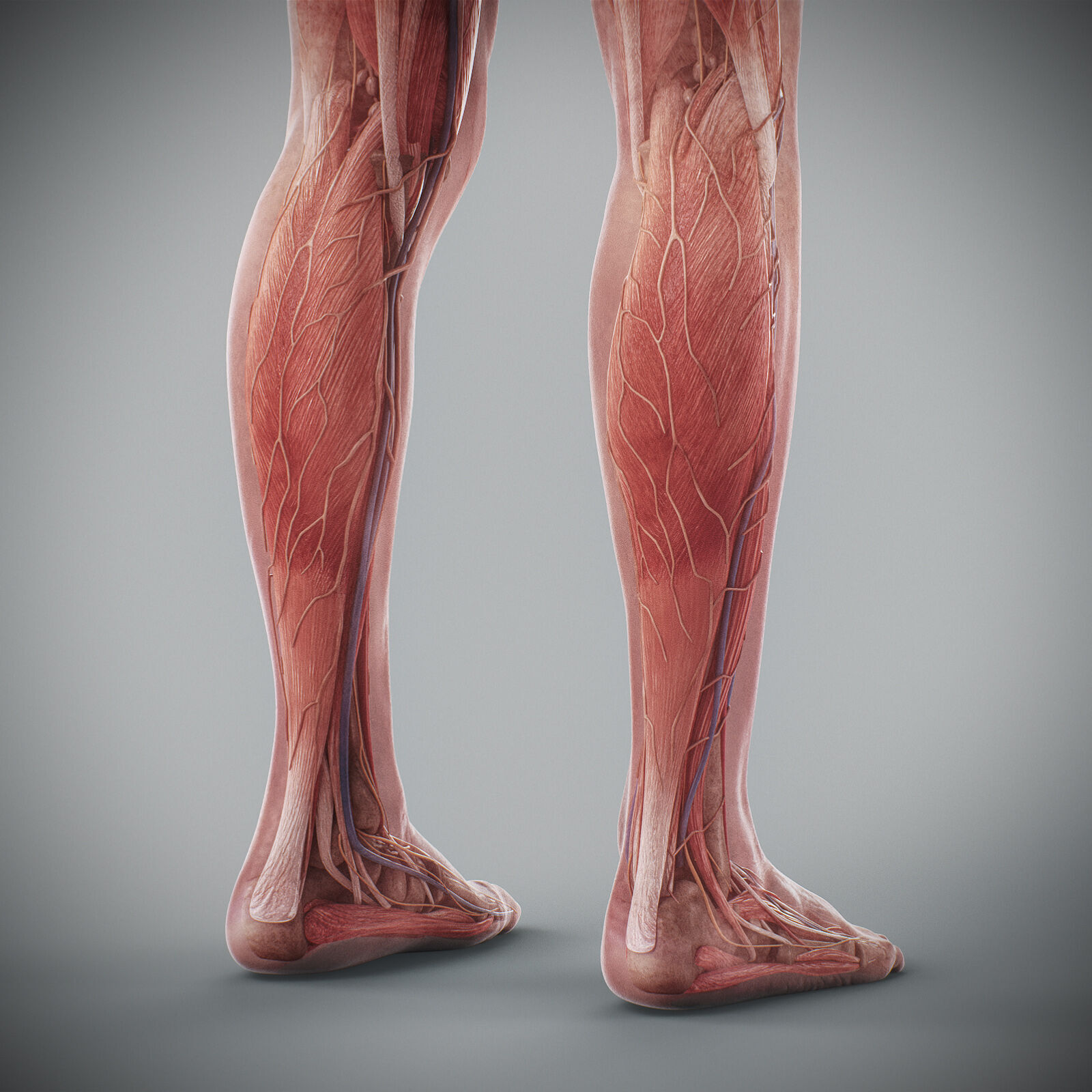 Human Male Anatomy 3D model_85