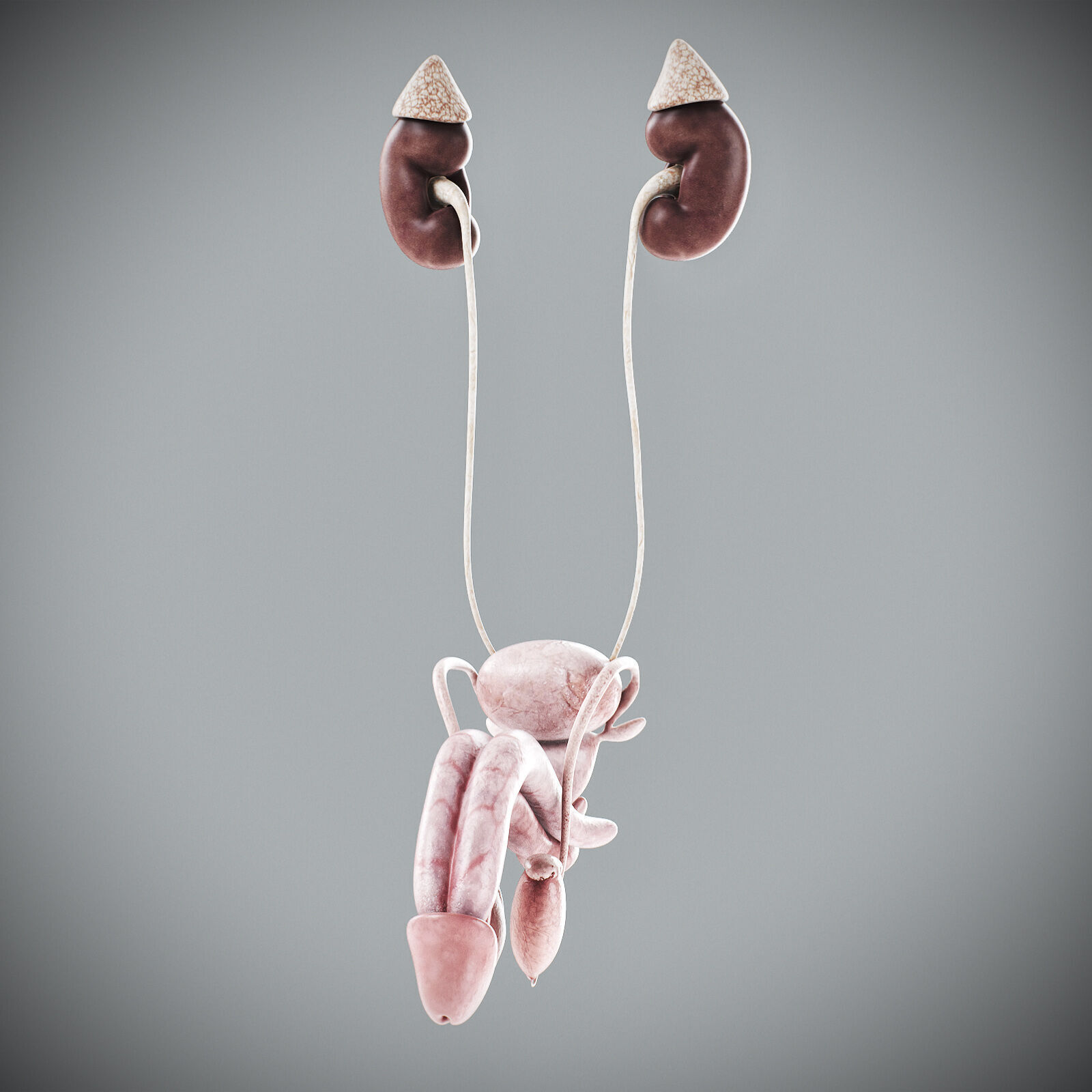 Human Male Anatomy 3D model_54