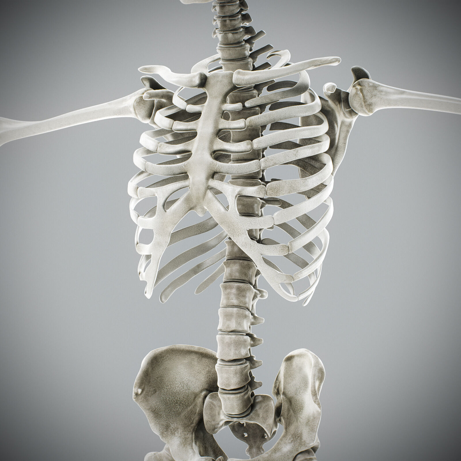 Human Male Anatomy 3D model_107