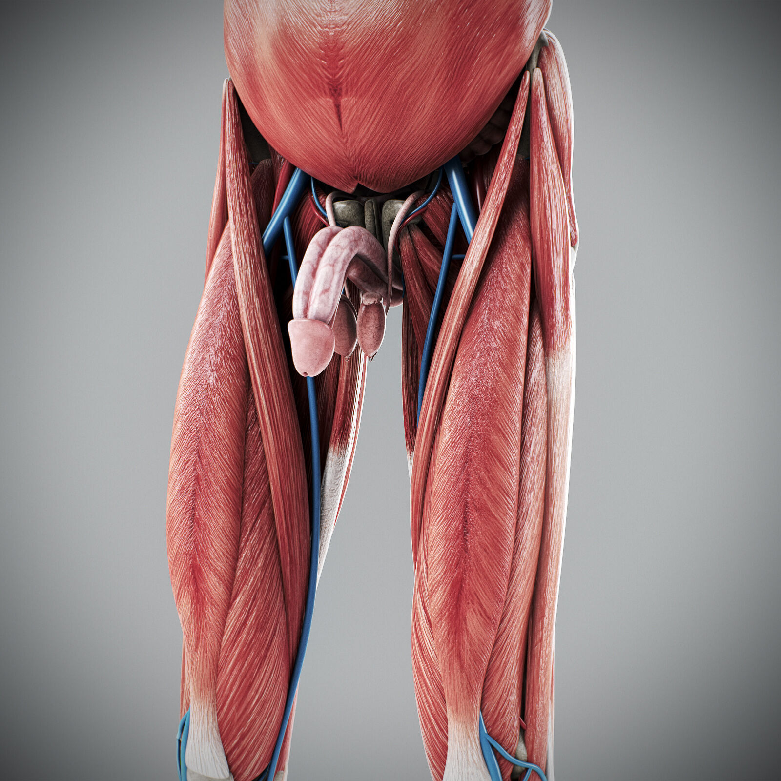 Human Male Anatomy 3D model_80