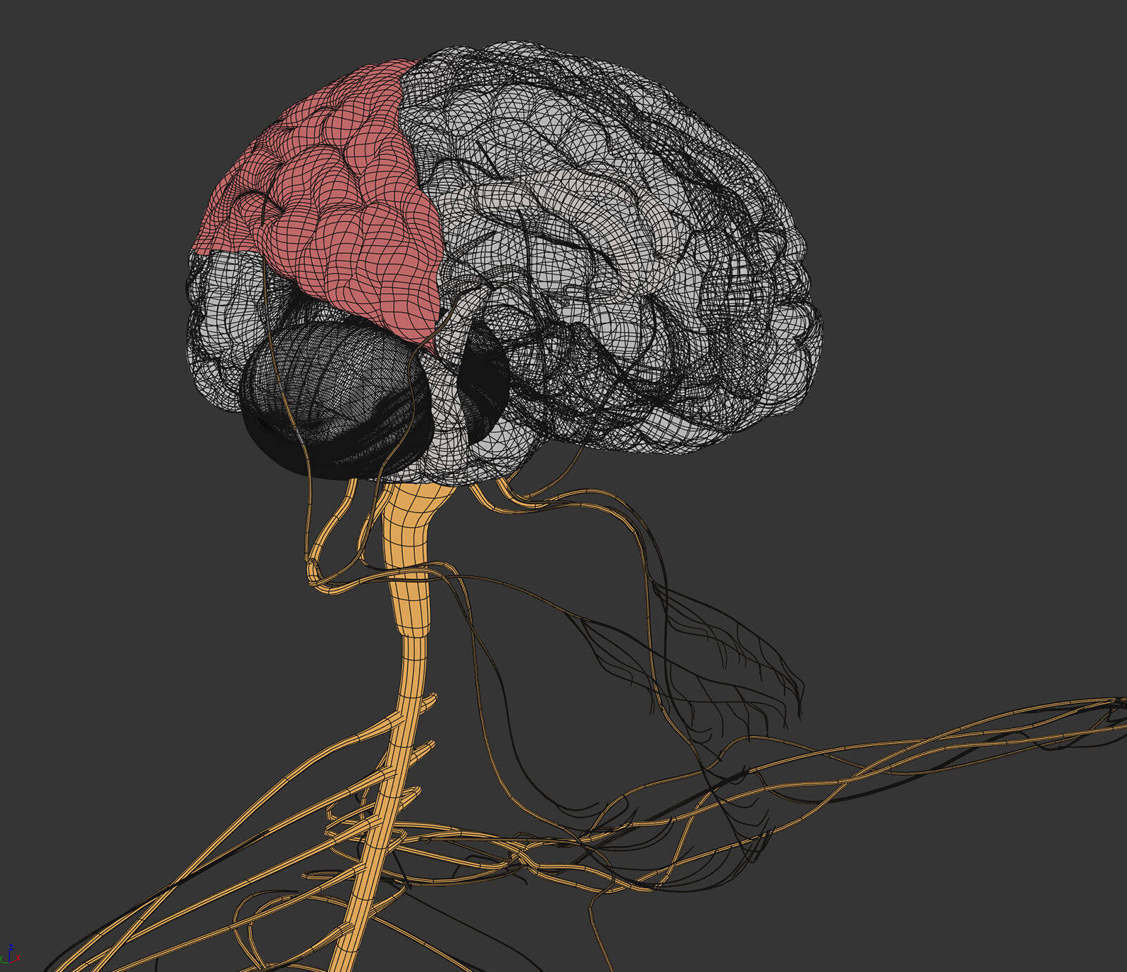 Human Male Anatomy 3D model_89