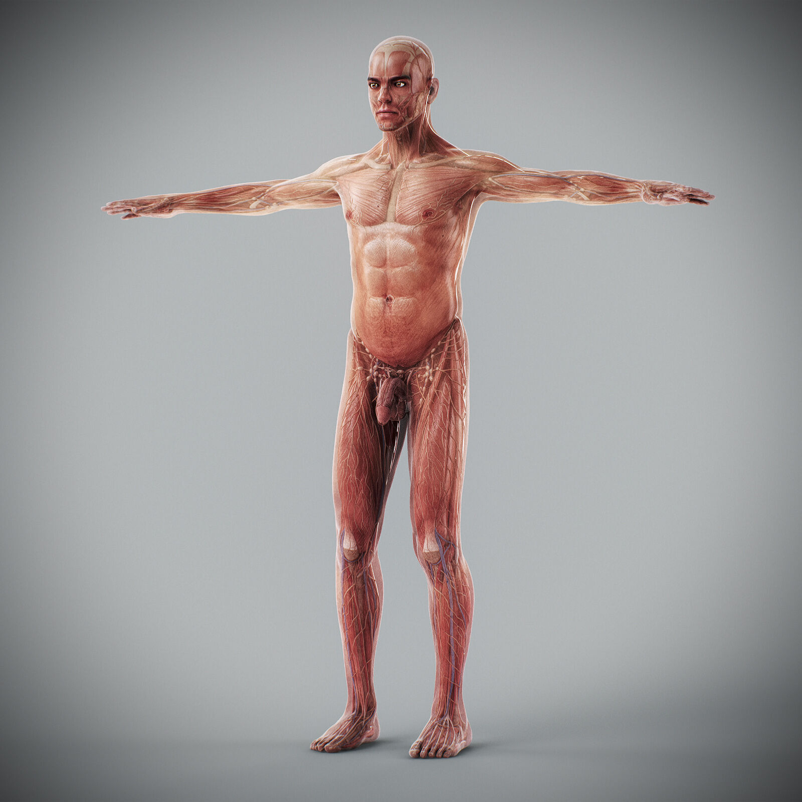 Human Male Anatomy 3D model_20