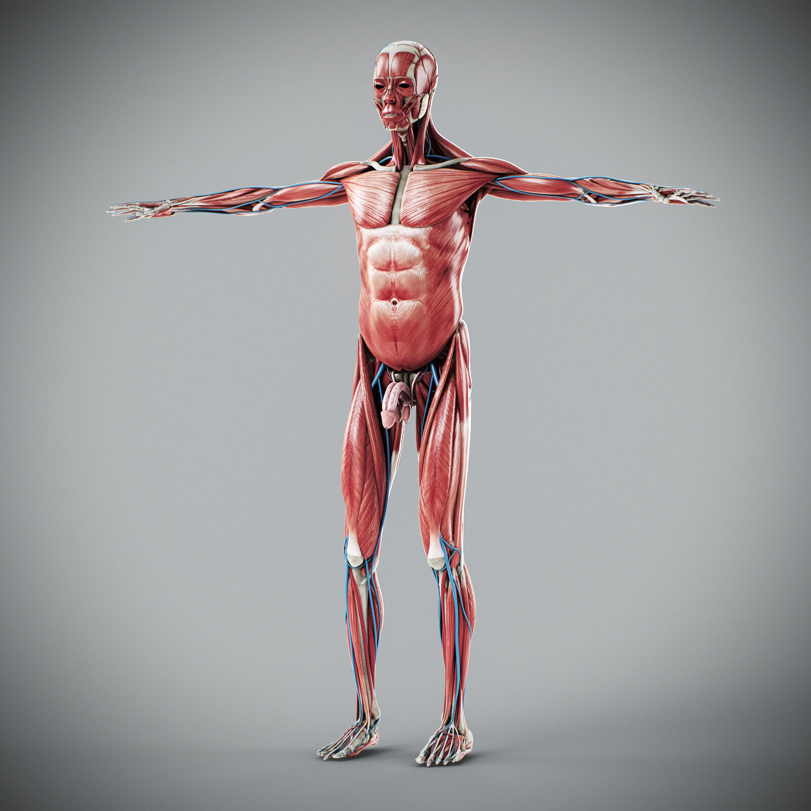 Human Male Anatomy 3D model_21