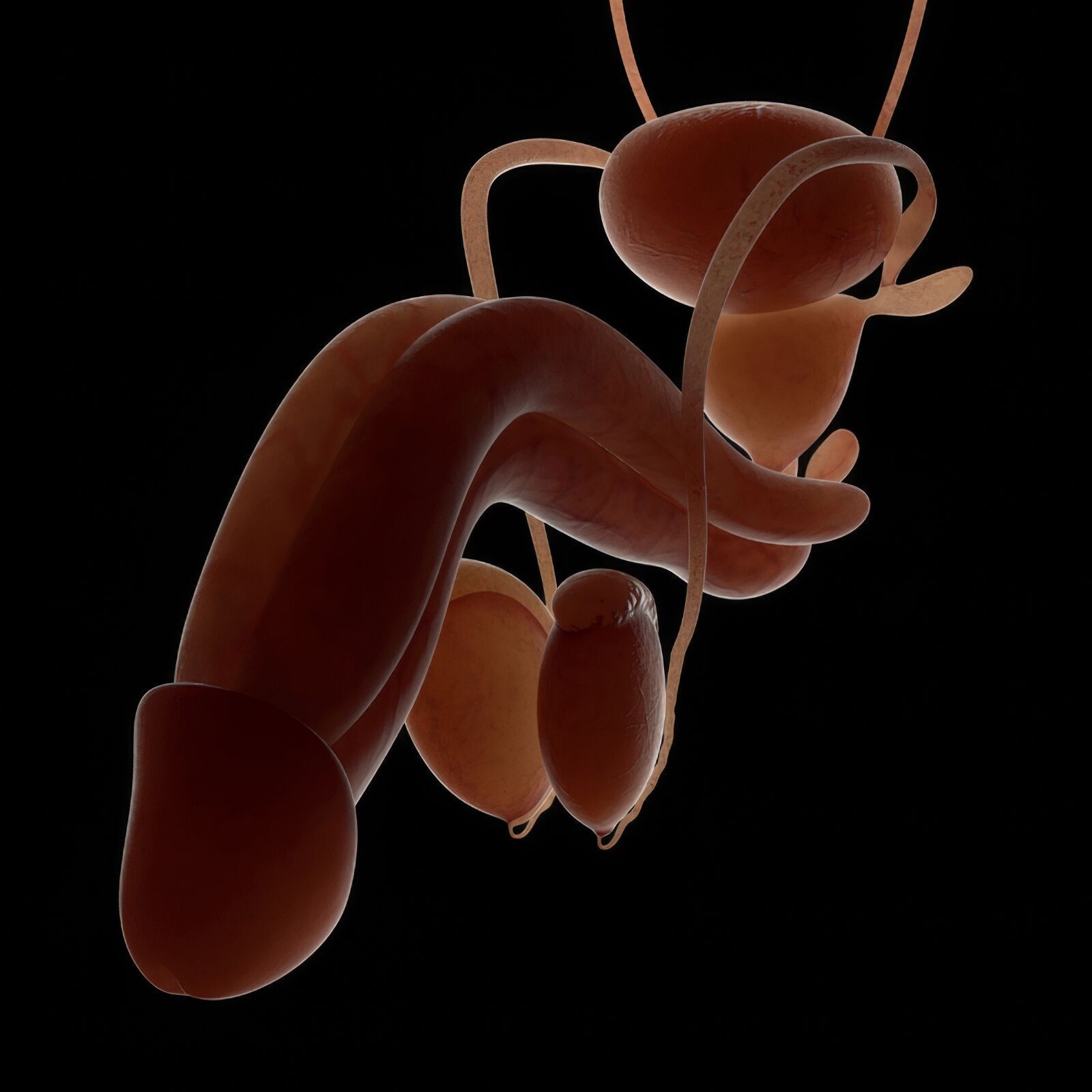 Human Male Anatomy 3D model_40