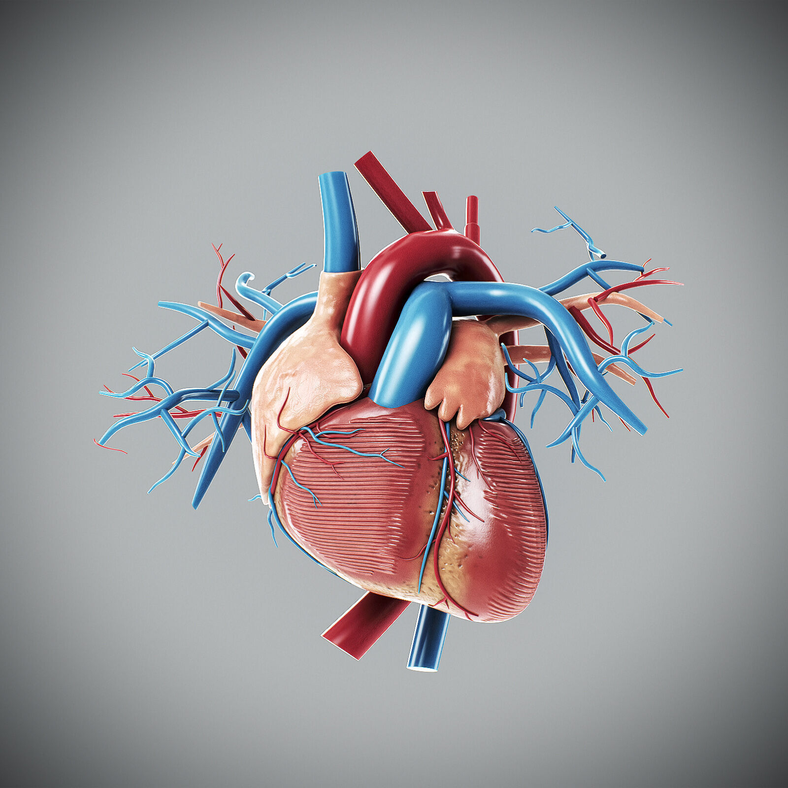 Human Male Anatomy 3D model_48