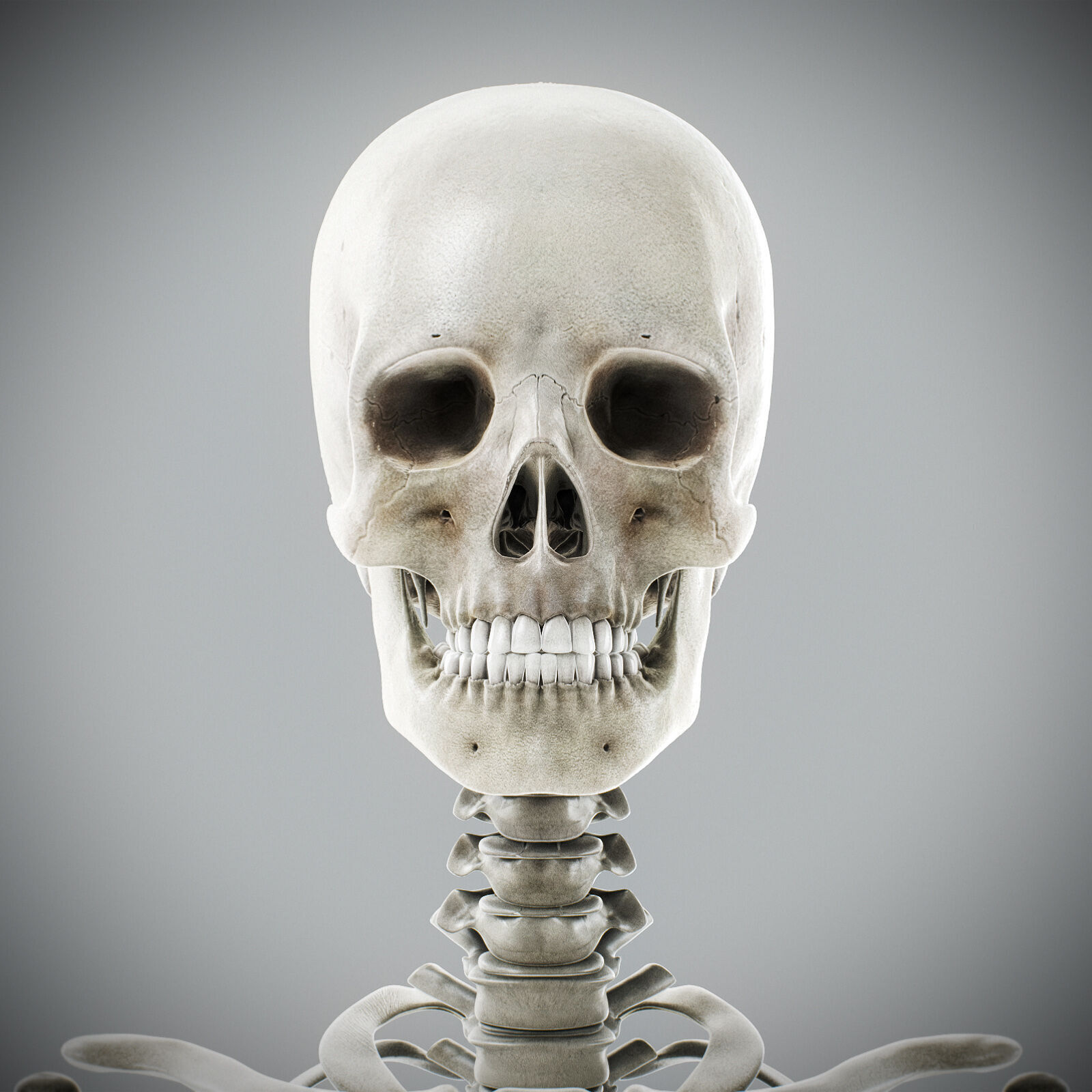 Human Male Anatomy 3D model_106