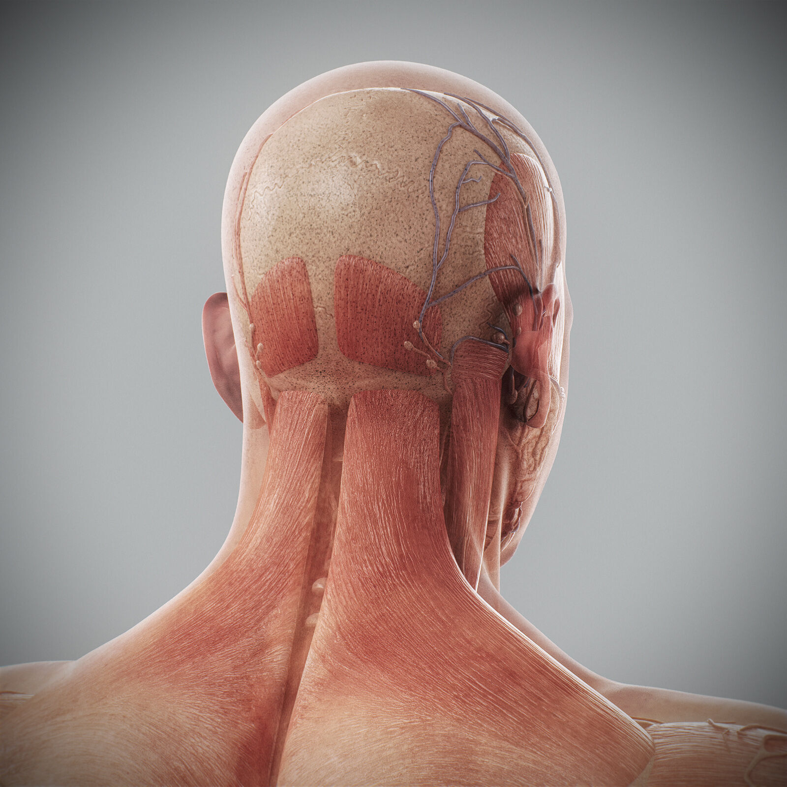 Human Male Anatomy 3D model_72