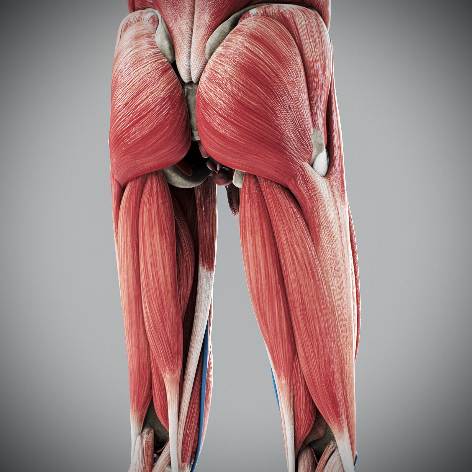 Human Male Anatomy 3D model_82