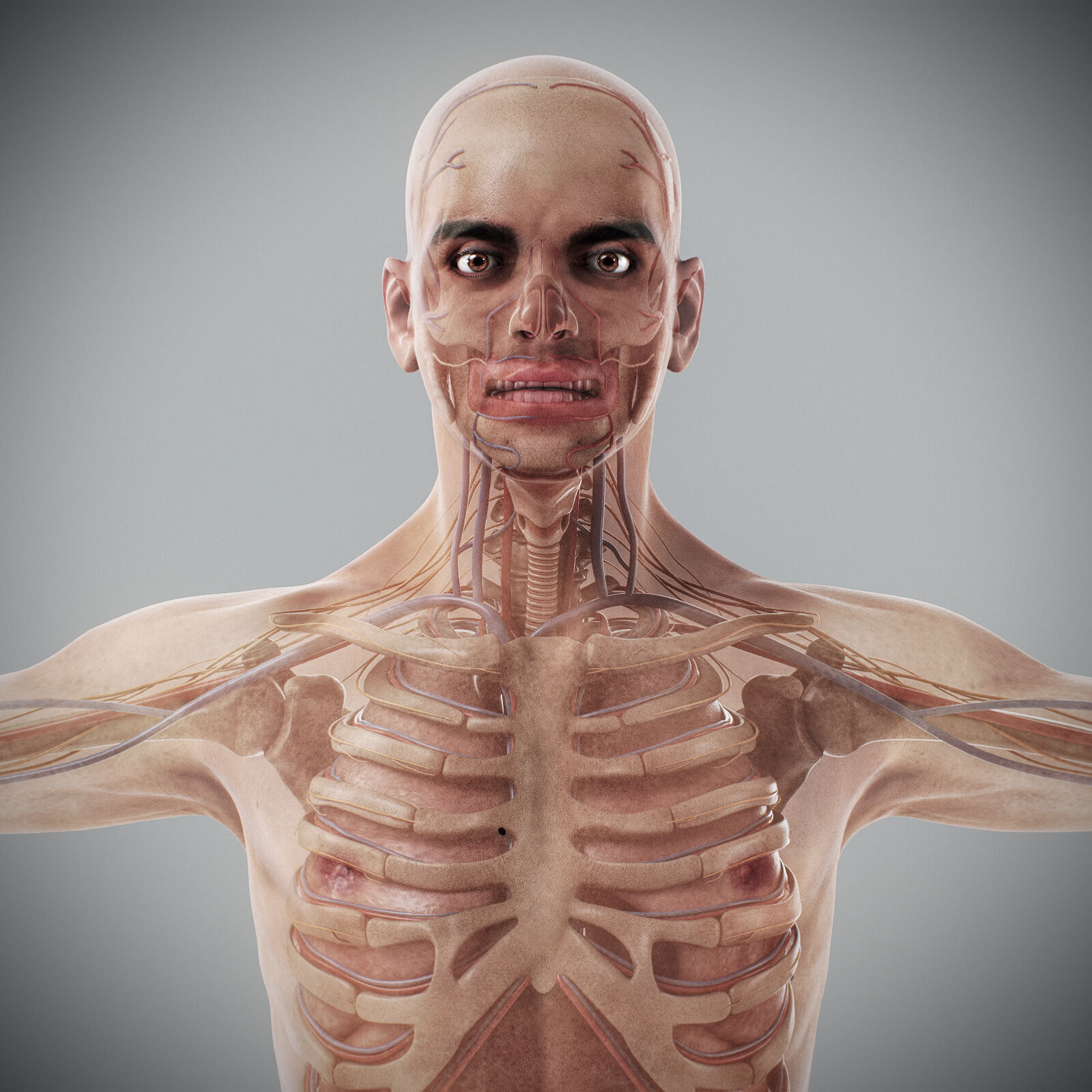 Human Male Anatomy 3D model_11