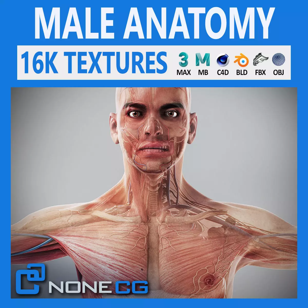 Human Male Anatomy 3D model_0