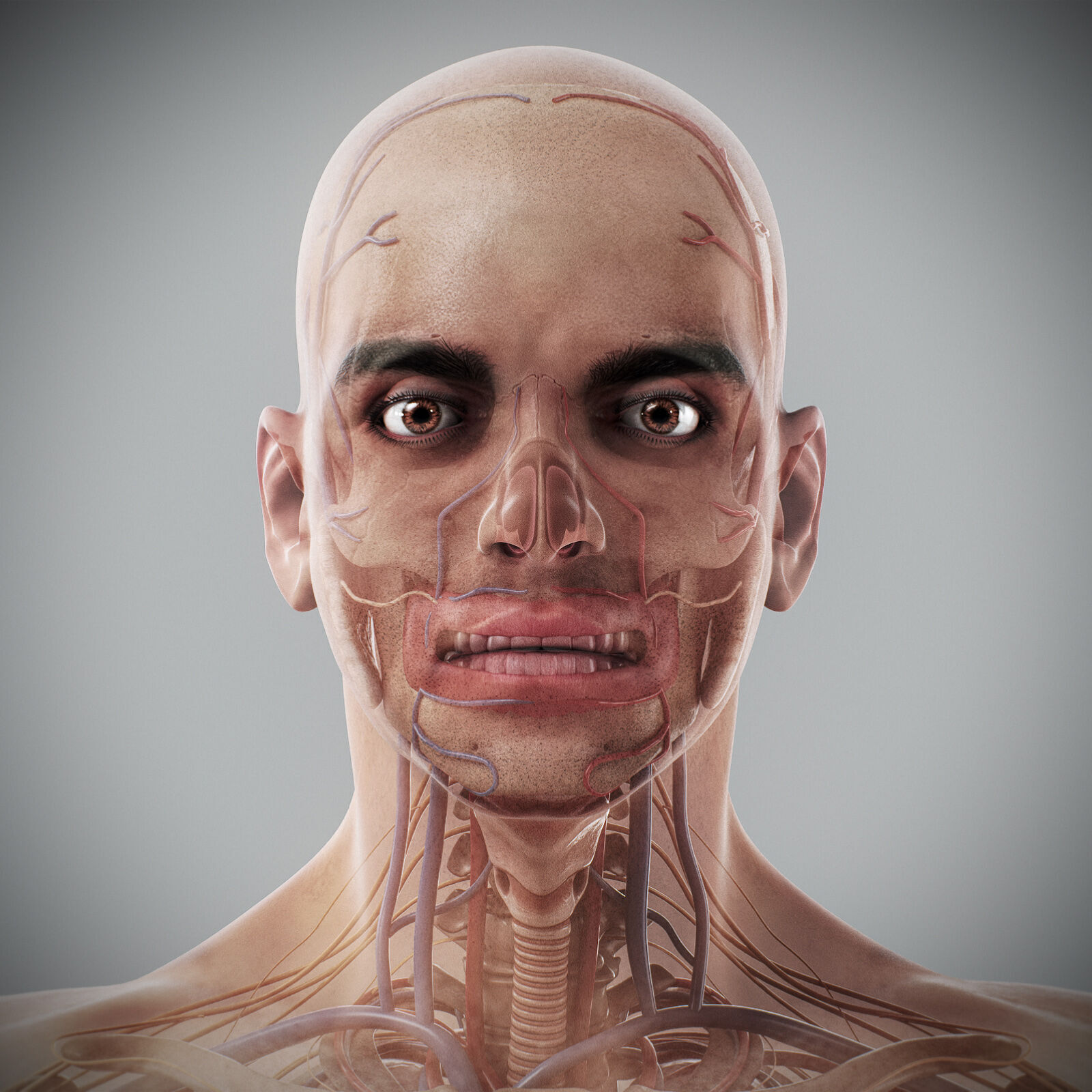 Human Male Anatomy 3D model_25