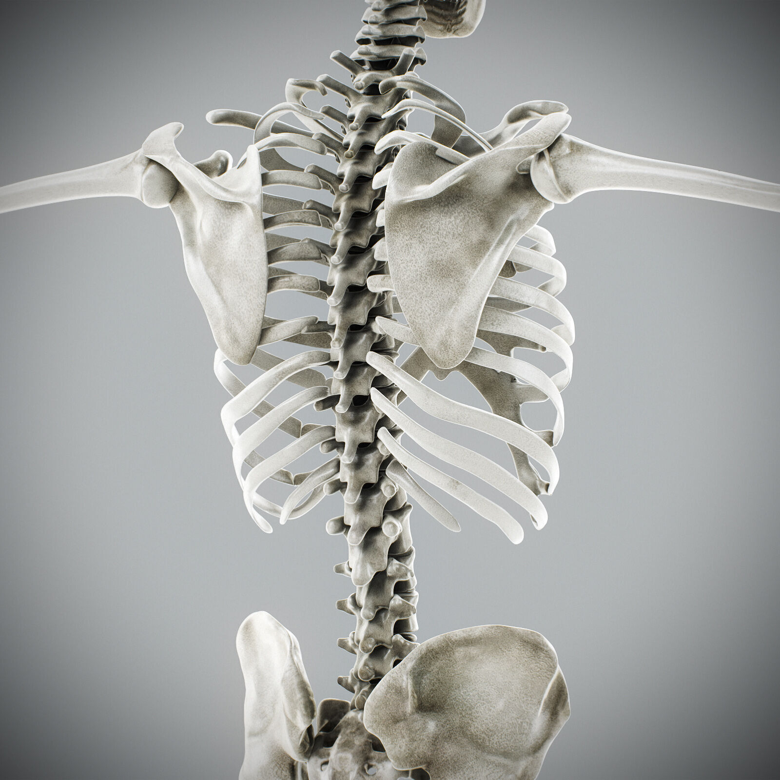 Human Male Anatomy 3D model_108