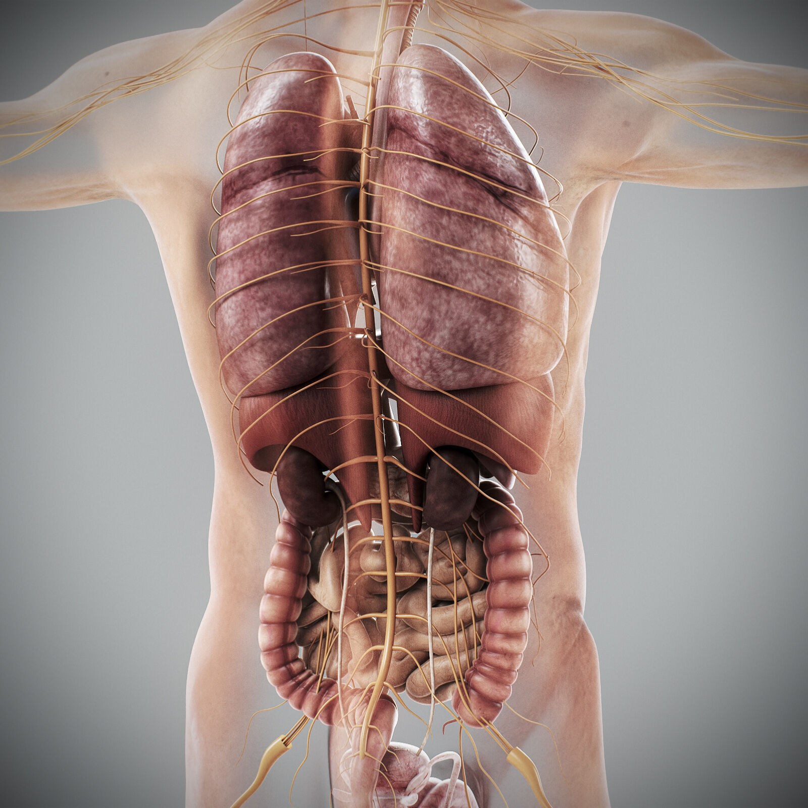 Human Male Internal Organs Anatomy 3D model_11