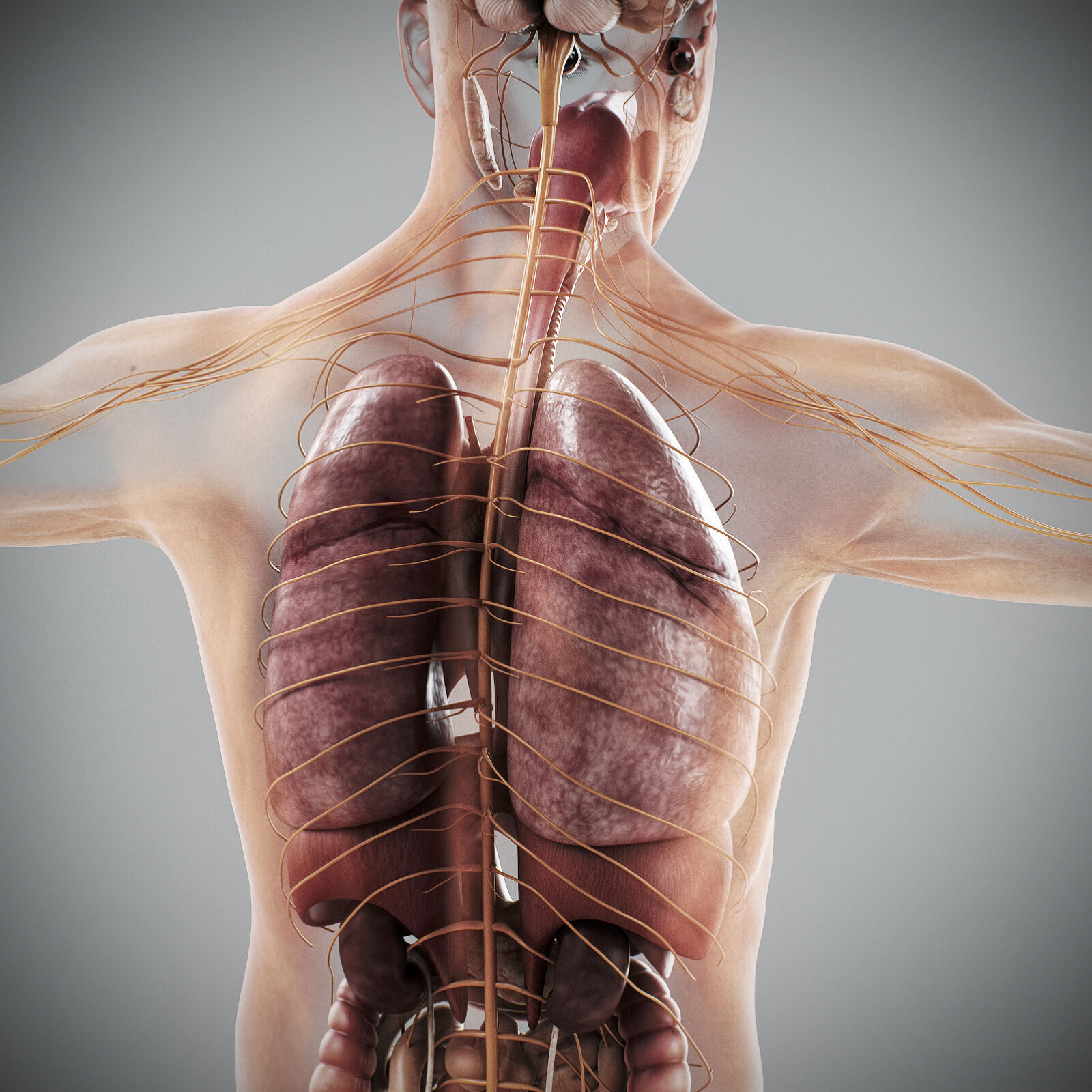 Human Male Internal Organs Anatomy 3D model_24