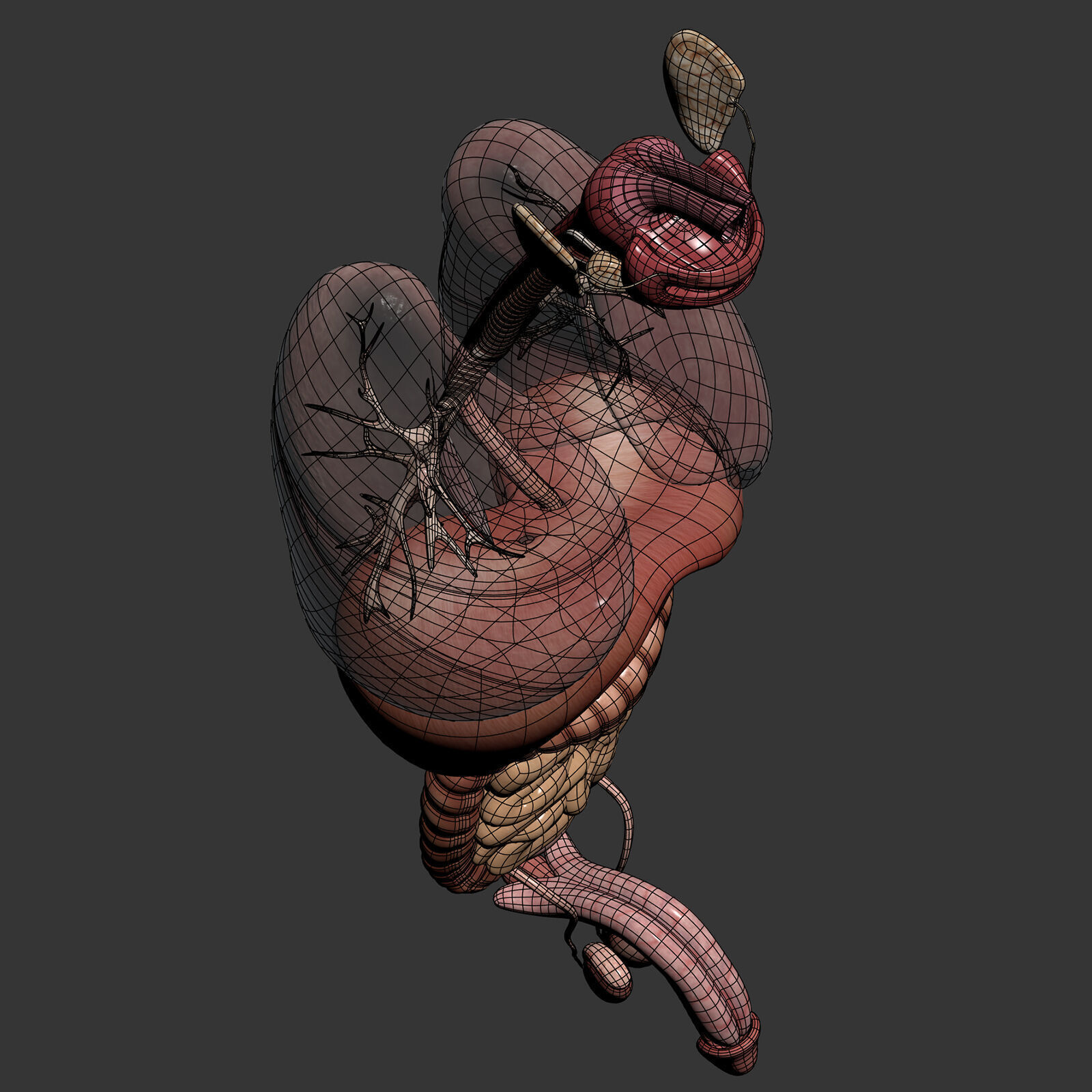 Human Male Internal Organs Anatomy 3D model_28
