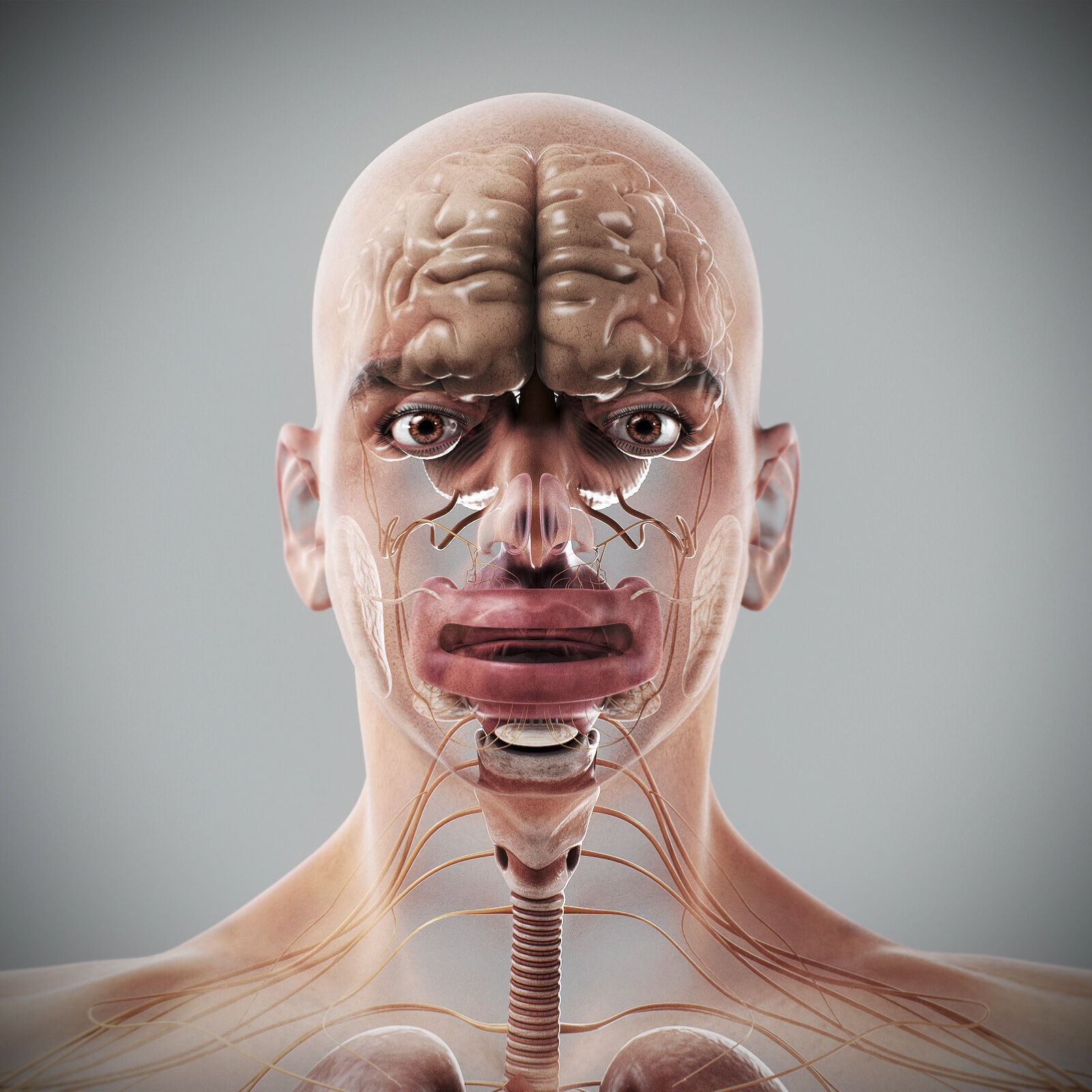 Human Male Internal Organs Anatomy 3D model_21