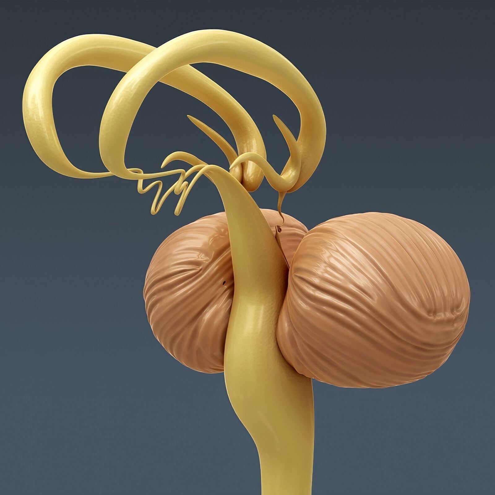 Human Male Internal Organs Anatomy 3D model_16