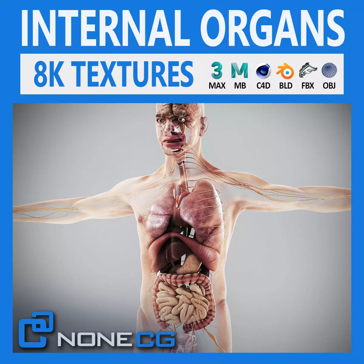 Human Male Internal Organs Anatomy 3D model_0