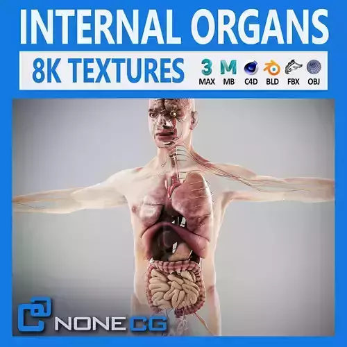 Human Male Internal Organs Anatomy 3D model