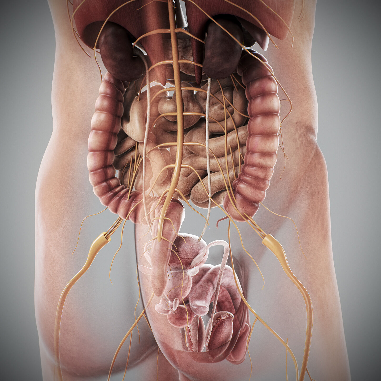 Human Male Internal Organs Anatomy 3D model_26
