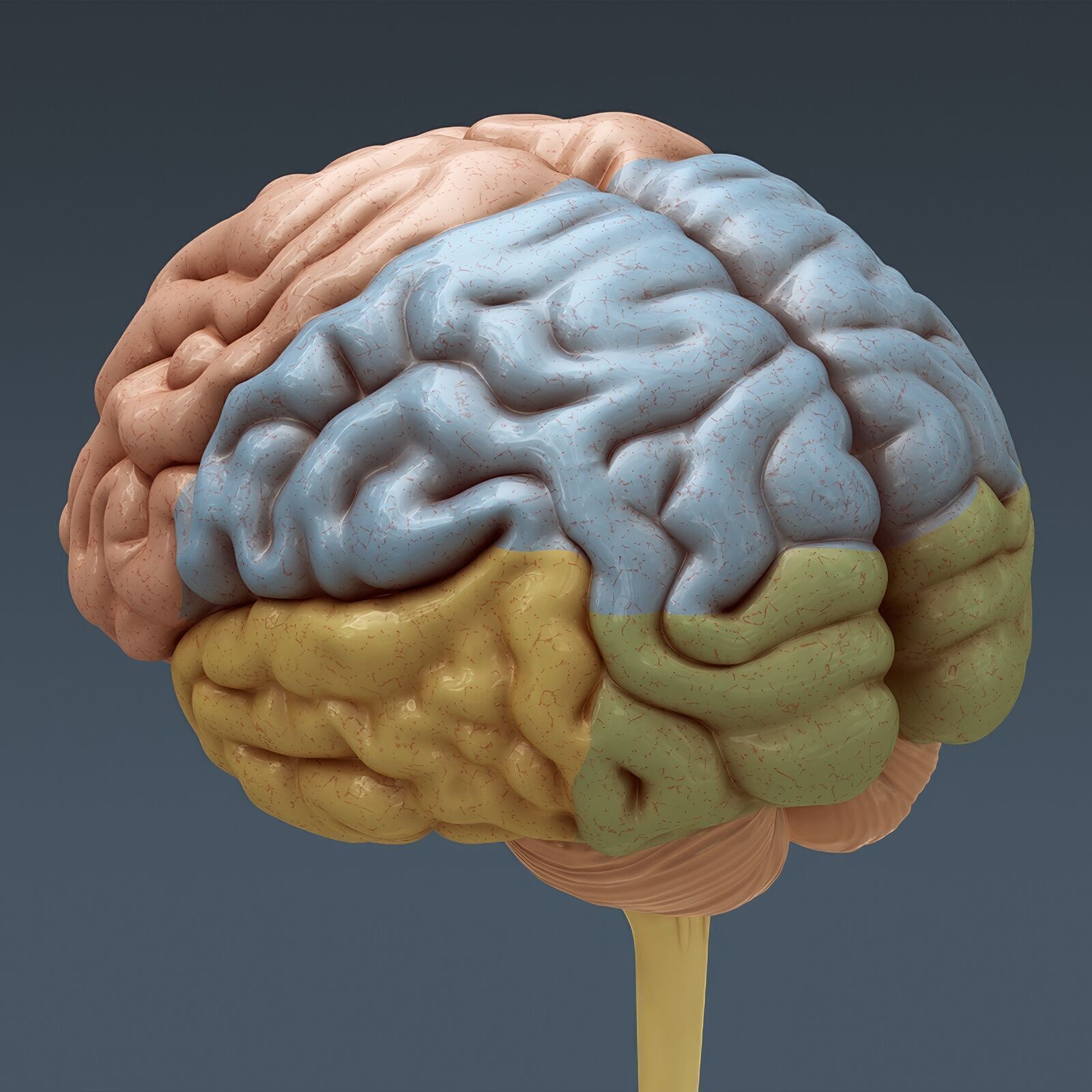 Human Male Internal Organs Anatomy 3D model_9