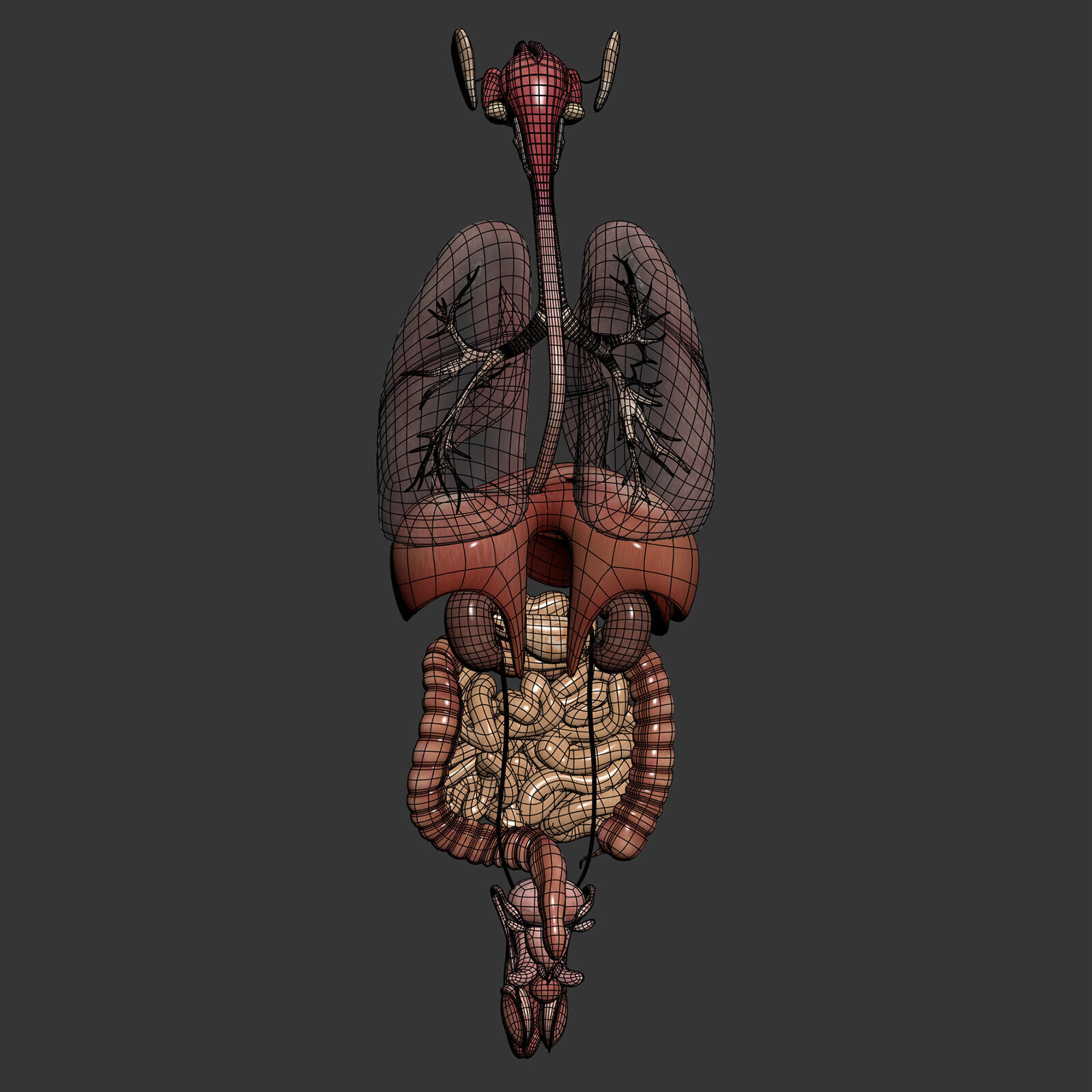 Human Male Internal Organs Anatomy 3D model_14
