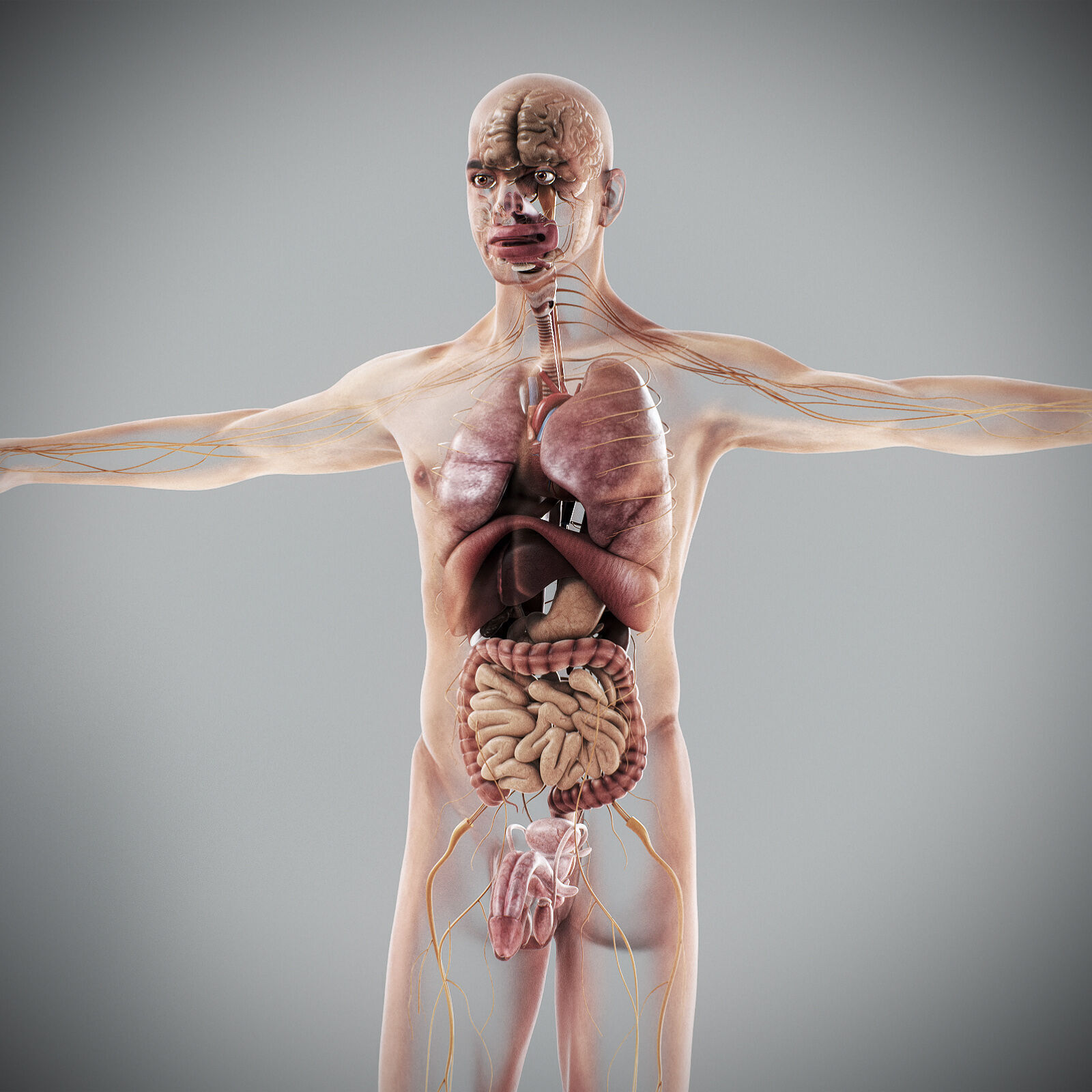 Human Male Internal Organs Anatomy 3D model_22