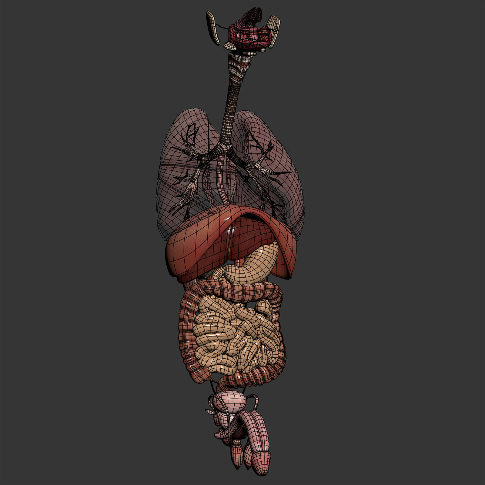 Human Male Internal Organs Anatomy 3D model_5